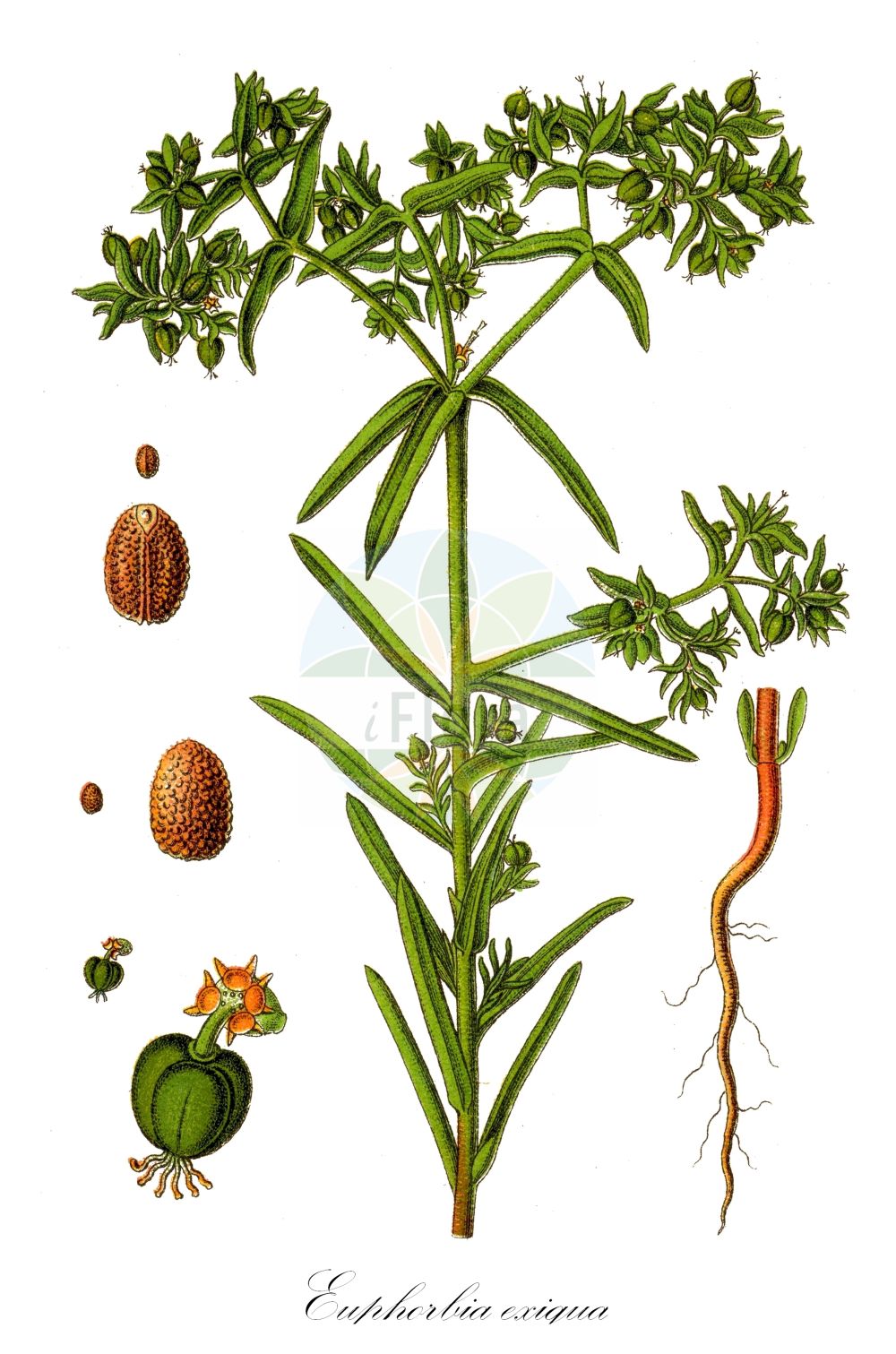 Euphorbia exigua - Euphorbiaceae,Plantae,Pteridobiotina,Angiosperms,Malpighiales,Euphorbiaceae,Euphorbia,Euphorbia exigua,Esula exigua, Keraselma exiguum, Tithymalus exiguus, Tithymalus exiguus,Kleine Wolfsmilch;dwarf spurge;small spurge;Euphorbe fluette;euphorbe exiguë;petit tithymale;petite ésule;lechetrezna romeral;lechetreznilla romeral;hierba traidora;hierbecilla traidora;lechetreznilla;sonajilla lechera;Euforbia sottile;euforbia esigua;vreemd kanariegras;kleine wolfsmelk;esula-menor;tititalo-menor;ésula-menor;titimalo-menor;titímalo-menor;молочай маленький;молочай малый;молочай ничтожный;güdük sütleğen;rriell;rryelli gjethengushtë;lleterola exigua;mala mlječika;vreemde ereprijs;små törel;liden vortemælk;ostromlecz drobny;wilczomlecz drobny;mali mleček;apró kutyatej;vetési kutyatej;pryšec drobný;mliečnik drobný;молочай дрібненький;нищожна млечка;chalavluv tzar-'alim;חֲלַבְלוּב צַר-עָלִים;tengħud Irqiq ta' malta