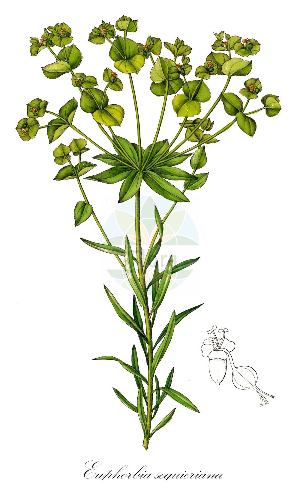 Euphorbia seguieriana - Euphorbiaceae,Plantae,Pteridobiotina,Angiosperms,Malpighiales,Euphorbiaceae,Euphorbia,Euphorbia seguieriana,Esula gerardiana, Euphorbia caiogala, Euphorbia campestris, Euphorbia firma, Euphorbia gerardiana, Euphorbia gerardiana prol. loiseleurii, Euphorbia gerardiana subsp. saxicola, Euphorbia gerardiana var. arenivaga, Euphorbia gerardiana var. dentata, Euphorbia gerardiana var. dolomitica, Euphorbia gerardiana var. firma, Euphorbia gerardiana var. hohenackeri, Euphorbia gerardiana var. homophylla, Euphorbia gerardiana var. intermedia, Euphorbia gerardiana var. lanceolata, Euphorbia gerardiana var. latifolia, Euphorbia gerardiana var. loiseleurii, Euphorbia gerardiana var. minor, Euphorbia gerardiana var. multicaulis, Euphorbia gerardiana var. saxicola, Euphorbia gerardiana var. sturii, Euphorbia hohenackeri, Euphorbia homophylla, Euphorbia linariifolia, Euphorbia loiseleurii, Euphorbia multicaulis, Euphorbia seguieri, Euphorbia seguieriana subsp. armeniaca, Euphorbia seguieriana subsp. gerardiana, Euphorbia seguieriana subsp. hohenackeri, Euphorbia seguieriana subsp. loiseleurii, Euphorbia seguieriana subsp. seguieriana, Euphorbia seguieriana var. arenivaga, Euphorbia seguieriana var. dentata, Euphorbia seguieriana var. dolomitica, Euphorbia seguieriana var. firma, Euphorbia seguieriana var. gerardiana, Euphorbia seguieriana var. intermedia, Euphorbia seguieriana var. lanceolata, Euphorbia seguieriana var. latifolia, Euphorbia seguieriana var. minor, Euphorbia seguieriana var. petrogena, Euphorbia seguieriana var. sturii, Euphorbia seguieriana var. virgata, Euphorbia sturii, Euphorbia syrmiensis, Euphorbia ventosica, Galarhoeus seguierianus, Keraselma seguieri, Tithymalus caiogalus, Tithymalus campestris, Tithymalus firmus, Tithymalus gerardianus, Tithymalus gerardii, Tithymalus rupestris, Tithymalus seguieri, Tithymalus seguierianus, Tithymalus seguierianus subsp. loiseleuri, Tithymalus seguierianus subsp. minor, Tithymalus seguierianus subsp. saxicola,Eigentliche Steppen-Wolfsmilch;Steppen-Wolfsmilch;seguier's spurge;steppe spurge;Euphorbe de Séguier;Euphorbe des steppes;euphorbe de Gérard;euphorbe de Loiseleur;Euforbia di Séguier;euforbia di Séguier;zandwolfsmelk;молочай Сегиерова;tasmaotu;rriell;stepska mlječika;wilczomlecz Seguiera;pusztai kutyatej;pryšec seguierův;pryšec sivý;laptele cucului;mliečnik seguierov;mliečnik sivý menši;молочай напівмохнатий;сегиерова млечка;степска млечика;φλώμός
