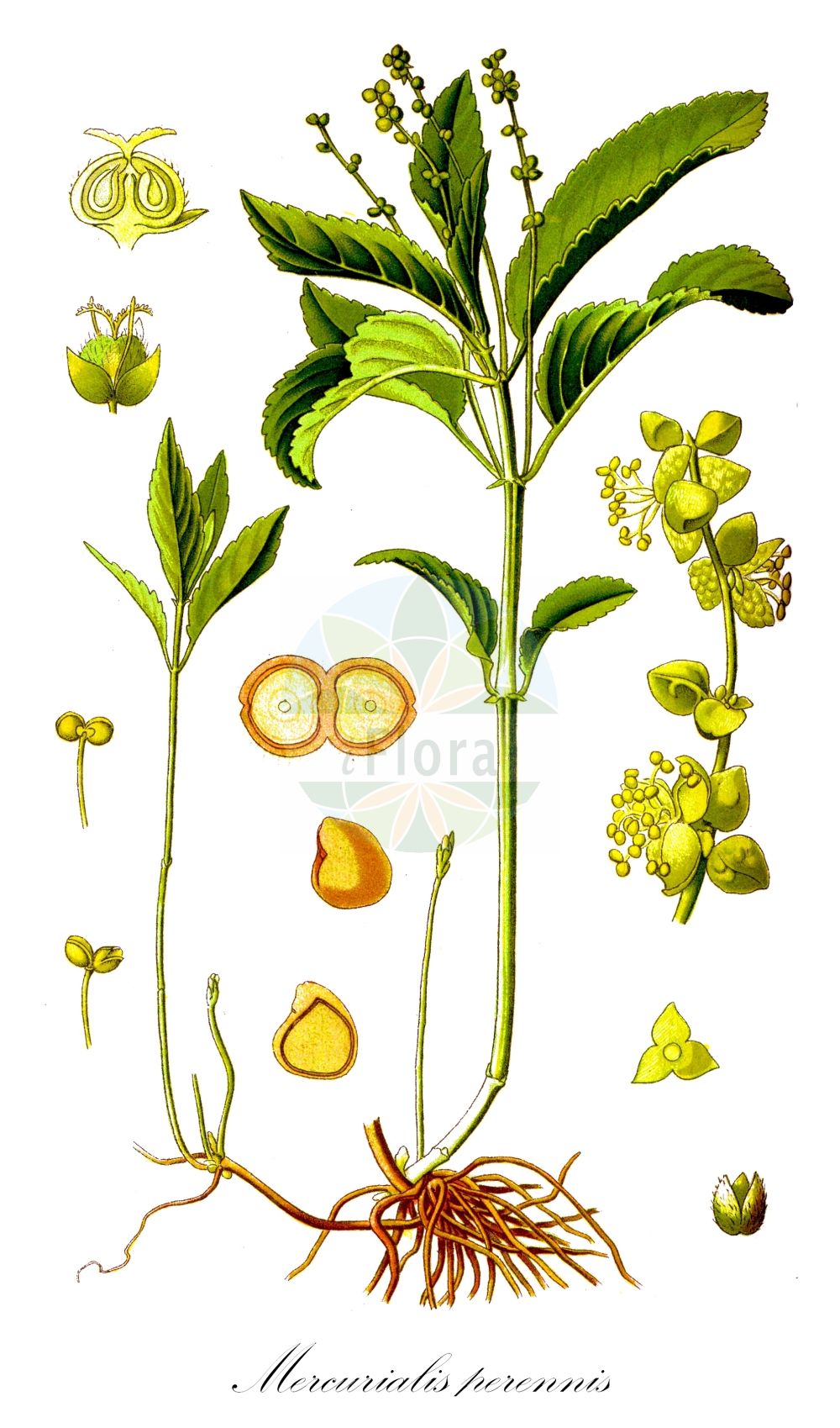 Mercurialis perennis - Euphorbiaceae,Plantae,Pteridobiotina,Angiosperms,Malpighiales,Euphorbiaceae,Mercurialis,Mercurialis perennis,Mercurialis alpina, Mercurialis cynocrambe, Mercurialis longifolia, Mercurialis nemoralis, Mercurialis perennis f. genuina, Mercurialis perennis f. glabra, Mercurialis perennis f. ovatifolia, Mercurialis perennis f. robusta, Mercurialis perennis f. saxicola, Mercurialis perennis f. sylvatica, Mercurialis perennis subvar. alpina, Mercurialis perennis subvar. sylvatica, Mercurialis perennis var. brachyphylla, Mercurialis perennis var. subalpina, Mercurialis sylvatica, Mercurialis sylvestris, Synema perenne,Ausdauerndes Bingelkraut;Wald-Bingelkraut;dog's mercury;Mercuriale vivace;mercuriale des bois;chou de chien;cynocramble;mercuriale des montagnes;mercuriale pérenne;berza perruna;chordiga muerta;mercurial;mercurial perenne;murcarol;Mercorella bastarda;vogel-kerseboom;overblijvend bingelkruid;bosbingelkruid;пролесник многолетний;köpek marulu;bar thëllënëze shumëvjeçar;merkurial;merkuriali shumëvjeçar;blet mortérol;malcoratge;melcoratge de bosc;mercurial;murvarol;vinamequera;višegodišnji prosinac;skogsbingel;almindelig bingelurt;szczyr trwały;trpežni golšec;erdei szélfű;bažanka vytrvalá;brei;bažanka trváca;переліска багаторічна;живолина;многогодишен пролез;многогодишна живолина;püsik-seljarohi;daudzgadīgā kaņepene;skogbingel;lehtosinijuuri;daugiametis laiškenis;merkuriarra