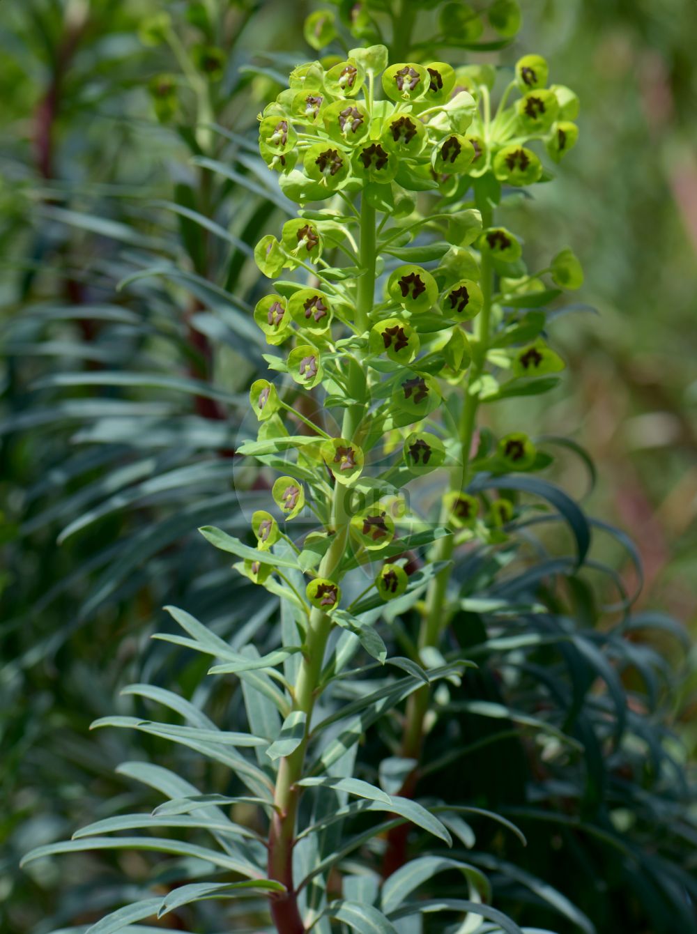 Euphorbia characias subsp. wulfenii - Euphorbiaceae,Plantae,Pteridobiotina,Angiosperms,Malpighiales,Euphorbiaceae,Euphorbia,Euphorbia characias,Euphorbia characias subsp. wulfenii,Euphorbia characias var. melapetala, Euphorbia lycia, Euphorbia melapetala, Euphorbia melapetala, Euphorbia melapetala var. leiocarpa, Euphorbia messeniaca, Euphorbia sibthorpii, Euphorbia wulfenii, Euphorbia wulfenii, Tithymalus melapetalus, Tithymalus sibthorpii, Tithymalus wulfenii,euphorbe de Wulfen;euforbia adriatica;молочай харациас волфени;ulu sütleğen;mlječak veliki;wilczomlecz blękitnawy;wulfenov mleček