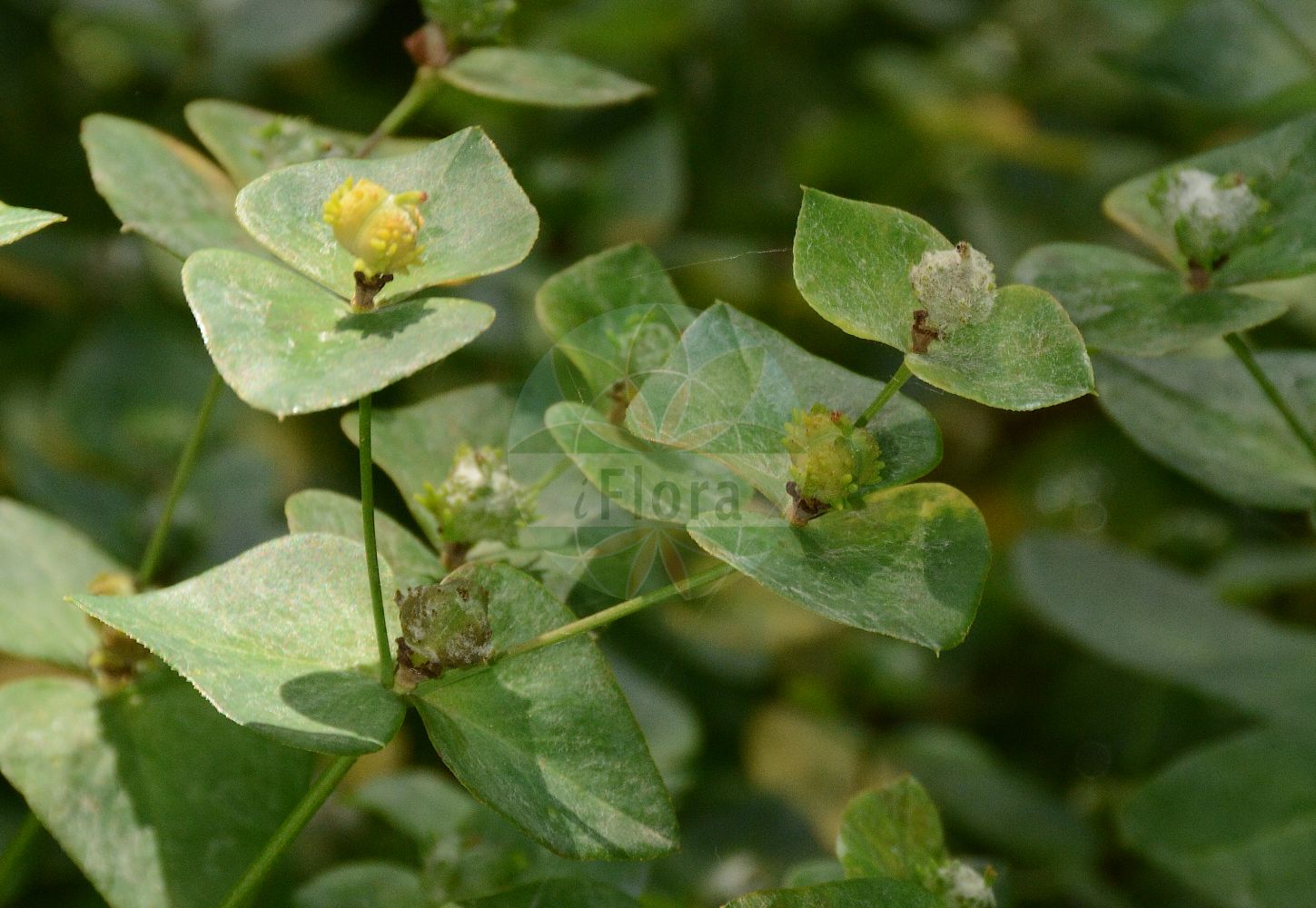 Euphorbia dulcis - Euphorbiaceae,Plantae,Pteridobiotina,Angiosperms,Malpighiales,Euphorbiaceae,Euphorbia,Euphorbia dulcis,Euphorbia alpigena, Euphorbia angulata subsp. deseglisei, Euphorbia cordata, Euphorbia deseglisei, Euphorbia dulcis f. lanuginosa, Euphorbia dulcis f. longeradiata, Euphorbia dulcis prol. deseglisei, Euphorbia dulcis subsp. incompta, Euphorbia dulcis subsp. purpurata, Euphorbia dulcis var. alpigena, Euphorbia dulcis var. chloradenia, Euphorbia dulcis var. deseglisei, Euphorbia dulcis var. incompta, Euphorbia dulcis var. laevis, Euphorbia dulcis var. lanuginosa, Euphorbia dulcis var. lanuginosa, Euphorbia dulcis var. lasiocarpa, Euphorbia dulcis var. viridiflora, Euphorbia fallax, Euphorbia hiberna, Euphorbia incompta, Euphorbia lanuginosa, Euphorbia patens, Euphorbia purpurata, Euphorbia purpurata var. elliptica, Euphorbia solisequa, Euphorbia viridiflora, Galarhoeus dulcis, Pythius dulcis, Tithymalus alpigena, Tithymalus deseglisei, Tithymalus dulcis, Tithymalus dulcis subsp. ellipticus, Tithymalus dulcis subsp. incomptus, Tithymalus dulcis subsp. purpuratus,Süße Wolfsmilch;Purpur-Wolfsmilch;Kahlfrüchtige Süße Wolfsmilch;Haarfrüchtige Süße Wolfsmilch;sweet spurge;Euphorbe douce;euphorbe pourprée;tabáiba;Euforbia bitorzoluta;zoete wolfsmelk;молочай сладкий;erba de llet;llet de bruixa;lletera;lleteresa;lleteresa dolça;lleterola;mal d'Ulls;slatka mlječika;söttörel;ostromlecz słodki;wilczomlecz słodki;sladki mleček;Édes kutyatej;pryšec sladký;mliečnik sladký;млечка