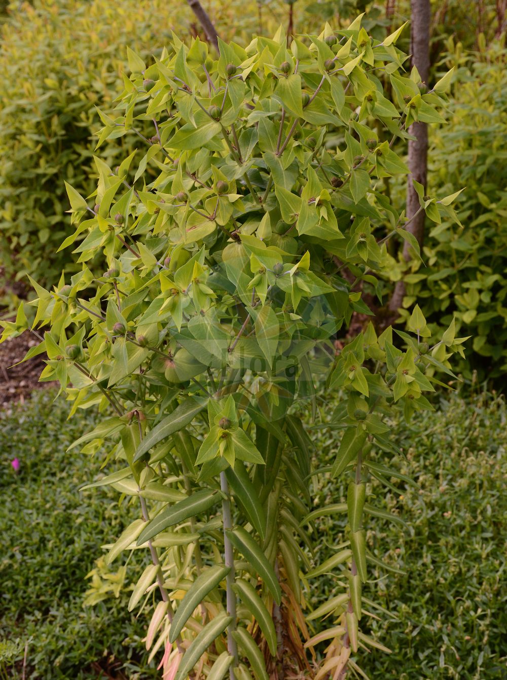 Euphorbia lathyris - Euphorbiaceae,Plantae,Pteridobiotina,Angiosperms,Malpighiales,Euphorbiaceae,Euphorbia,Euphorbia lathyris,Epurga lathyris, Euphorbia decussata, Euphorbia lathyris var. minor, Euphorbia spongiosa, Euphorbion lathyrum, Galarhoeus decussatus, Galarhoeus lathyris, Keraselma lathyris, Tithymalus cataputia, Tithymalus lathyris,Spring-Wolfsmilch;Kreuzblättrige Wolfsmilch;Maulwurfskraut;Springwolfsmilch;caper spurge;gopher plant;mole plant;euphorbe épurge;paper spurge;Euphorbe à feuilles décussées;euphorbe épurge;petite catapuze;épurge;tartago;contrarrayo;matarratones;cañamones purgantes;catapucia menor;esulas;granos rateros;hierba de la purga;hierba topera;higuera del infierno;lecherina;manzanetas;piñoncillos;tártago;Euforbia catapuzia;catapuzza;voorjaars-lathyrus;kruisbladwolfsmelk;kruisbladige wolfsmelk;catapúcia-menor;morganheira;tártago;молочай чины;hubbüsselâtin;cagamoix;cagamuja;cataprusa;catapúcia de Montserrat;herba del frare;herba vomitòria;lleteresa;unakrsnolisna mlječika;korstörel;ostromlecz groszkowy;wilczomlecz groszkowy;horutosô;ホルトソウ;križnolistni mleček;hasindító kutyatej;pryšec skočcový;mliečnik lesklý;pryšec skočcový;молочай чиновий;кръстолистна млечка;грахораста млечика;царевац;katalin-bedarr;sator-belar;satorr-bedarr;xù suí zǐ;续随子