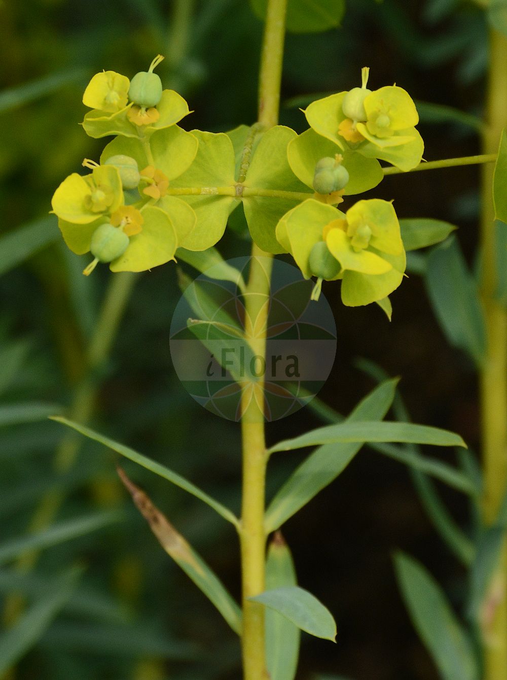 Euphorbia seguieriana - Euphorbiaceae,Plantae,Pteridobiotina,Angiosperms,Malpighiales,Euphorbiaceae,Euphorbia,Euphorbia seguieriana,Esula gerardiana, Euphorbia caiogala, Euphorbia campestris, Euphorbia firma, Euphorbia gerardiana, Euphorbia gerardiana prol. loiseleurii, Euphorbia gerardiana subsp. saxicola, Euphorbia gerardiana var. arenivaga, Euphorbia gerardiana var. dentata, Euphorbia gerardiana var. dolomitica, Euphorbia gerardiana var. firma, Euphorbia gerardiana var. hohenackeri, Euphorbia gerardiana var. homophylla, Euphorbia gerardiana var. intermedia, Euphorbia gerardiana var. lanceolata, Euphorbia gerardiana var. latifolia, Euphorbia gerardiana var. loiseleurii, Euphorbia gerardiana var. minor, Euphorbia gerardiana var. multicaulis, Euphorbia gerardiana var. saxicola, Euphorbia gerardiana var. sturii, Euphorbia hohenackeri, Euphorbia homophylla, Euphorbia linariifolia, Euphorbia loiseleurii, Euphorbia multicaulis, Euphorbia seguieri, Euphorbia seguieriana subsp. armeniaca, Euphorbia seguieriana subsp. gerardiana, Euphorbia seguieriana subsp. hohenackeri, Euphorbia seguieriana subsp. loiseleurii, Euphorbia seguieriana subsp. seguieriana, Euphorbia seguieriana var. arenivaga, Euphorbia seguieriana var. dentata, Euphorbia seguieriana var. dolomitica, Euphorbia seguieriana var. firma, Euphorbia seguieriana var. gerardiana, Euphorbia seguieriana var. intermedia, Euphorbia seguieriana var. lanceolata, Euphorbia seguieriana var. latifolia, Euphorbia seguieriana var. minor, Euphorbia seguieriana var. petrogena, Euphorbia seguieriana var. sturii, Euphorbia seguieriana var. virgata, Euphorbia sturii, Euphorbia syrmiensis, Euphorbia ventosica, Galarhoeus seguierianus, Keraselma seguieri, Tithymalus caiogalus, Tithymalus campestris, Tithymalus firmus, Tithymalus gerardianus, Tithymalus gerardii, Tithymalus rupestris, Tithymalus seguieri, Tithymalus seguierianus, Tithymalus seguierianus subsp. loiseleuri, Tithymalus seguierianus subsp. minor, Tithymalus seguierianus subsp. saxicola,Eigentliche Steppen-Wolfsmilch;Steppen-Wolfsmilch;seguier's spurge;steppe spurge;Euphorbe de Séguier;Euphorbe des steppes;euphorbe de Gérard;euphorbe de Loiseleur;Euforbia di Séguier;euforbia di Séguier;zandwolfsmelk;молочай Сегиерова;tasmaotu;rriell;stepska mlječika;wilczomlecz Seguiera;pusztai kutyatej;pryšec seguierův;pryšec sivý;laptele cucului;mliečnik seguierov;mliečnik sivý menši;молочай напівмохнатий;сегиерова млечка;степска млечика;φλώμός