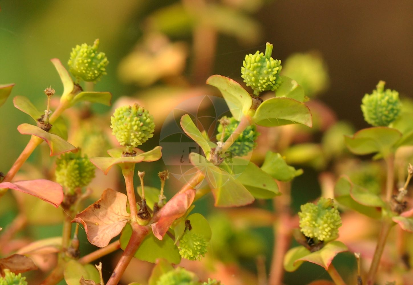 Euphorbia stricta - Euphorbiaceae,Plantae,Pteridobiotina,Angiosperms,Malpighiales,Euphorbiaceae,Euphorbia,Euphorbia stricta,Euphorbia densifolia, Euphorbia foetida, Euphorbia micrantha, Euphorbia platyphyllos subsp. stricta, Euphorbia platyphyllos var. serrulata, Euphorbia platyphyllos var. stricta, Euphorbia platyphyllos var. stricta, Euphorbia serrulata, Euphorbia stricta f. pubescens, Euphorbia stricta subsp. micrantha, Euphorbia stricta var. pubescens, Galarhoeus micranthus, Galarhoeus platyphyllus var. strictus, Galarhoeus strictus, Tithymalus micranthus, Tithymalus serrulatus, Tithymalus strictus,Steife Wolfsmilch;upright spurge;Euphorbe raide;euphorbe dressée;Euforbia stretta;stijve wolfsmelk;молочай прямой;katı sütleğen;rriell;uska mlječika;ostromlecz sztywny;wilczomlecz sztywny;nazobčanolistni mleček;merev kutyatej;pryšec stažený;pryšec tuhý;mliečnik stiahnutý;mliečnik tuhý;молочай прямий;теснолистна млечка