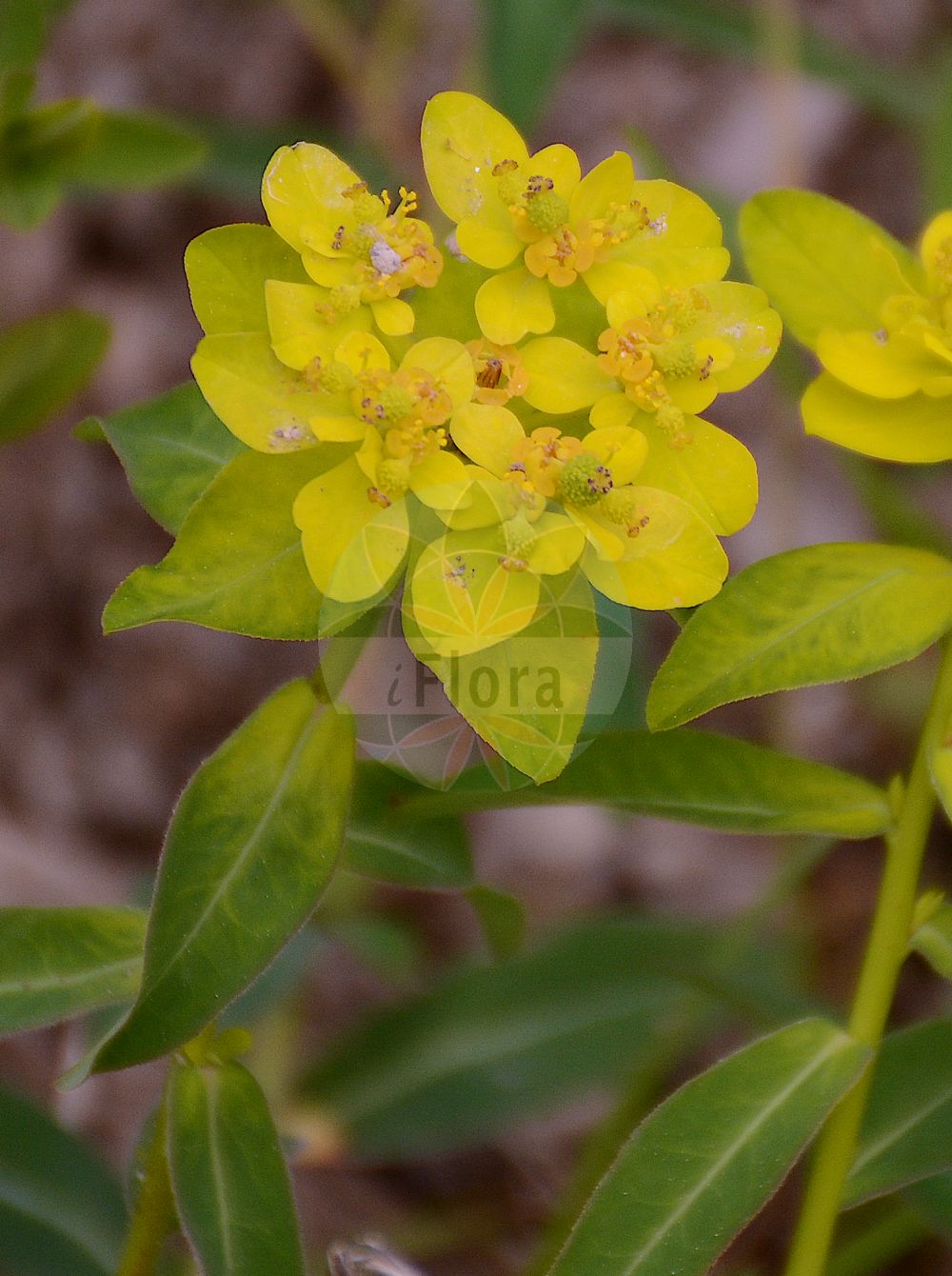 Euphorbia verrucosa - Euphorbiaceae,Plantae,Pteridobiotina,Angiosperms,Malpighiales,Euphorbiaceae,Euphorbia,Euphorbia verrucosa,Euphorbia brittingeri, Euphorbia costeana, Euphorbia costeana, Euphorbia epithymoides subsp. verrucosa, Euphorbia epithymoides var. verrucosa, Euphorbia ericetorum, Euphorbia flavicoma prol. costeana, Euphorbia flavicoma subsp. brittingeri, Euphorbia flavicoma subsp. costeana, Euphorbia flavicoma subsp. verrucosa, Euphorbia flavicoma subsp. verrucosa, Euphorbia flavicoma var. velutina, Euphorbia verrucosa, Euphorbia verrucosa f. montana, Euphorbia verrucosa f. velutina, Euphorbia verrucosa f. viridis, Euphorbia verrucosa var. densifolia, Euphorbia verrucosa var. montana, Euphorbia verrucosa var. truncata, Euphorbia verrucosa var. velutina, Euphorbia verrucosa var. viridis, Galarhoeus verrucosus, Tithymalus brittingeri, Tithymalus ericetorum, Tithymalus flavicomus subsp. brittingeri, Tithymalus flavicomus subsp. costeanus, Tithymalus verrucosus,Warzen-Wolfsmilch;Warzige Wolfsmilch;warty spurge;Euphorbe verruqueuse;Euforbia verrucosa;wrattige wolfsmelk;rriell;lleteresa verrucosa;bradavičasta mlječika;bradavičasti mleček;bibircses kutyatej