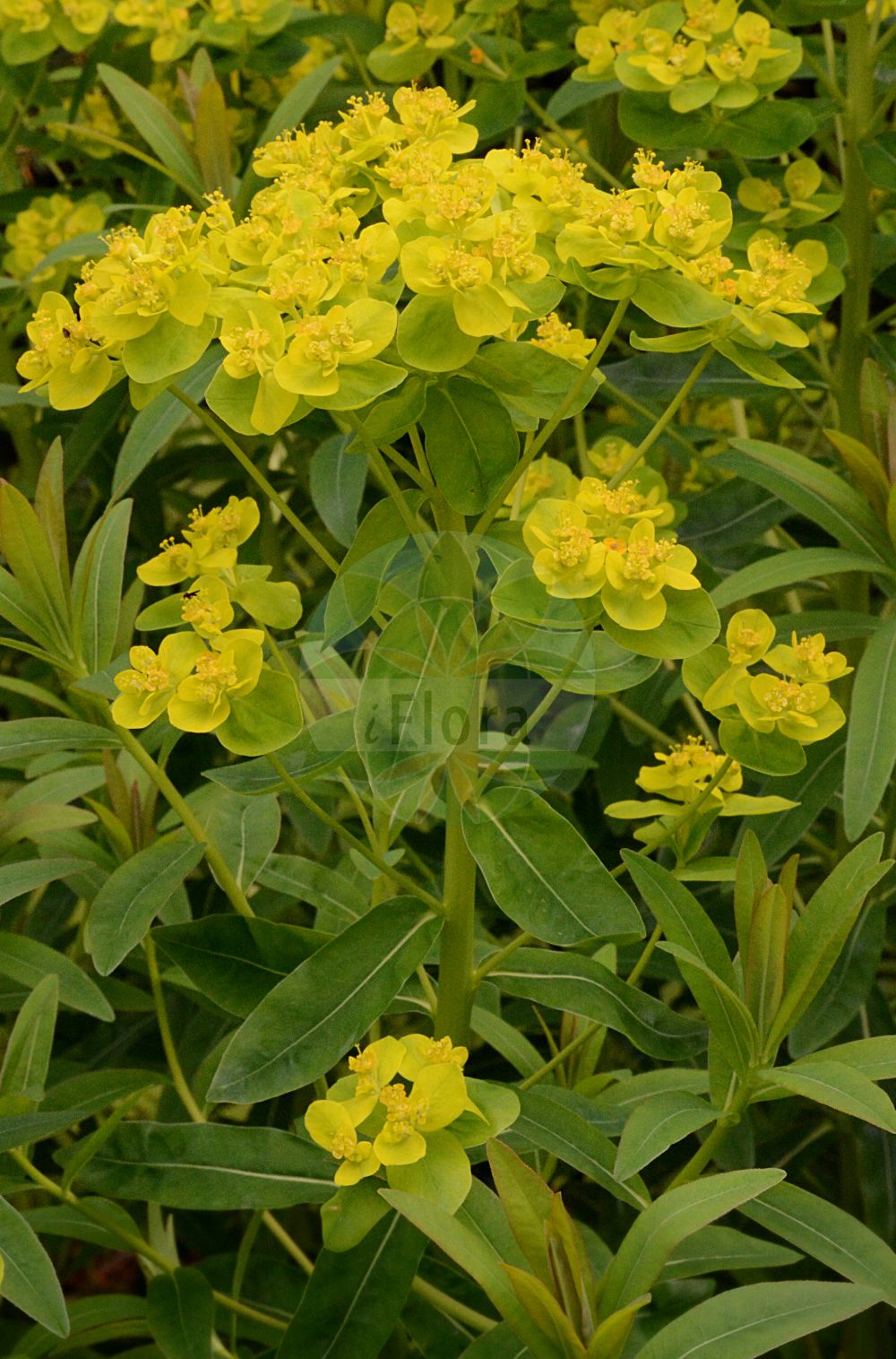 Euphorbia illirica - Euphorbiaceae,Plantae,Pteridobiotina,Angiosperms,Malpighiales,Euphorbiaceae,Euphorbia,Euphorbia illirica,Euphorbia cantabrica, Euphorbia carinthiaca, Euphorbia cechica, Euphorbia costata, Euphorbia distincta, Euphorbia distinguenda, Euphorbia hirsuta, Euphorbia klokovii, Euphorbia mollis, Euphorbia multiformis, Euphorbia pilosa subsp. villosa, Euphorbia pilosa var. gymnocarpa, Euphorbia pilosa var. illirica, Euphorbia pilosa var. longifolia, Euphorbia pilosa var. reichenbachiana, Euphorbia pilosa var. trigonocarpa, Euphorbia pilosa var. villosa, Euphorbia procera var. trichocarpa, Euphorbia procera var. trichocarpa, Euphorbia procera var. tuberculata, Euphorbia pseudovillosa, Euphorbia reichenbachiana, Euphorbia subcordata, Euphorbia trigonocarpa, Euphorbia villosa, Euphorbia villosa var. longifolia, Euphorbia volhynica, Galarhoeus villosus, Tithymalus subcordatus, Tithymalus villosus, Tithymalus villosus var. trichocarpus, Tithymalus villosus var. tuberculatus, Tithymalus volhynicus,Wollige Wolfsmilch;Zottige Wolfsmilch;Ruten-Wolfsmilch;hairy spurge;euphorbe poilue;euphorbe velue;euforbia pelosa;молочай мохнатый;batak sütleğeni;rriell;lleteresa pilosa;dlakava mlječika;ostromlecz włosisty;wilczomlecz włosisty;dlakavi mleček;bozontos kutyatej;pryšec huňatý;pryšec kosmatý;mliečnik huňatý;молочай волинський;молочай клокова;влакнеста млечка;вълнеста млечка;длакава млечика