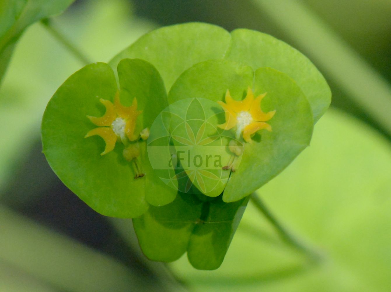 Euphorbia dulcis - Euphorbiaceae,Plantae,Pteridobiotina,Angiosperms,Malpighiales,Euphorbiaceae,Euphorbia,Euphorbia dulcis,Euphorbia alpigena, Euphorbia angulata subsp. deseglisei, Euphorbia cordata, Euphorbia deseglisei, Euphorbia dulcis f. lanuginosa, Euphorbia dulcis f. longeradiata, Euphorbia dulcis prol. deseglisei, Euphorbia dulcis subsp. incompta, Euphorbia dulcis subsp. purpurata, Euphorbia dulcis var. alpigena, Euphorbia dulcis var. chloradenia, Euphorbia dulcis var. deseglisei, Euphorbia dulcis var. incompta, Euphorbia dulcis var. laevis, Euphorbia dulcis var. lanuginosa, Euphorbia dulcis var. lanuginosa, Euphorbia dulcis var. lasiocarpa, Euphorbia dulcis var. viridiflora, Euphorbia fallax, Euphorbia hiberna, Euphorbia incompta, Euphorbia lanuginosa, Euphorbia patens, Euphorbia purpurata, Euphorbia purpurata var. elliptica, Euphorbia solisequa, Euphorbia viridiflora, Galarhoeus dulcis, Pythius dulcis, Tithymalus alpigena, Tithymalus deseglisei, Tithymalus dulcis, Tithymalus dulcis subsp. ellipticus, Tithymalus dulcis subsp. incomptus, Tithymalus dulcis subsp. purpuratus,Süße Wolfsmilch;Purpur-Wolfsmilch;Kahlfrüchtige Süße Wolfsmilch;Haarfrüchtige Süße Wolfsmilch;sweet spurge;Euphorbe douce;euphorbe pourprée;tabáiba;Euforbia bitorzoluta;zoete wolfsmelk;молочай сладкий;erba de llet;llet de bruixa;lletera;lleteresa;lleteresa dolça;lleterola;mal d'Ulls;slatka mlječika;söttörel;ostromlecz słodki;wilczomlecz słodki;sladki mleček;Édes kutyatej;pryšec sladký;mliečnik sladký;млечка