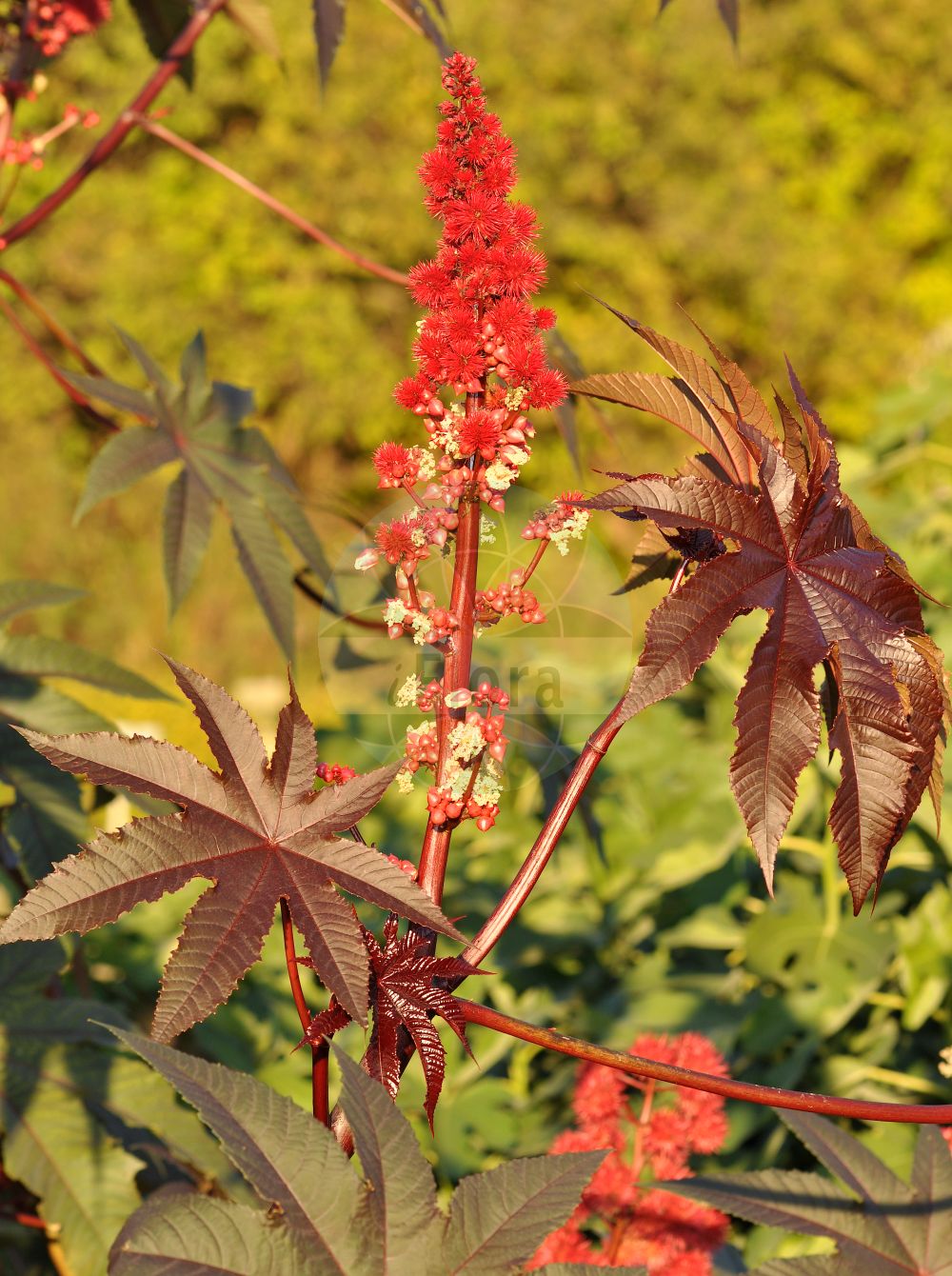 Ricinus communis - Euphorbiaceae,Plantae,Pteridobiotina,Angiosperms,Malpighiales,Euphorbiaceae,Ricinus,Ricinus communis,Cataputia major, Cataputia minor, Croton spinosus, Ricinus africanus, Ricinus angulatus, Ricinus armatus, Ricinus atropurpureus, Ricinus badius, Ricinus borboniensis, Ricinus cambodgensis, Ricinus communis f. americanus, Ricinus communis f. argentatus, Ricinus communis f. argyratus, Ricinus communis f. atratus, Ricinus communis f. atrobrunneatus, Ricinus communis f. atrofulvatus, Ricinus communis f. atrofuscatus, Ricinus communis f. atrophoeniceus, Ricinus communis f. atropunicatus, Ricinus communis f. atropurpureatus, Ricinus communis f. avellanatus, Ricinus communis f. blumeanus, Ricinus communis f. canatus, Ricinus communis f. canescens, Ricinus communis f. carneatus, Ricinus communis f. cervatus, Ricinus communis f. cinerascens, Ricinus communis f. cinereatus, Ricinus communis f. denudatus, Ricinus communis f. epiglaucus, Ricinus communis f. erythrocladus, Ricinus communis f. exiguus, Ricinus communis f. fulvatus, Ricinus communis f. fumatus, Ricinus communis f. fuscatus, Ricinus communis f. gilvus, Ricinus communis f. glaucus, Ricinus communis f. gracilis, Ricinus communis f. guttatus, Ricinus communis f. hybridus, Ricinus communis f. incarnatus, Ricinus communis f. inermis, Ricinus communis f. intermedius, Ricinus communis f. laevis, Ricinus communis f. macrophyllus, Ricinus communis f. maculatus, Ricinus communis f. marmoreatus, Ricinus communis f. murinatus, Ricinus communis f. nigellus, Ricinus communis f. nigrescens, Ricinus communis f. niveatus, Ricinus communis f. oblongus, Ricinus communis f. obscurus, Ricinus communis f. oligacanthus, Ricinus communis f. ostrinatus, Ricinus communis f. pardalinus, Ricinus communis f. picturatus, Ricinus communis f. plumbeatus, Ricinus communis f. pruinosus, Ricinus communis f. pullatus, Ricinus communis f. punctatus, Ricinus communis f. punctulatus, Ricinus communis f. punicans, Ricinus communis f. purpurascens, Ricinus communis f. radiatus, Ricinus communis f. rufescens, Ricinus communis f. russatus, Ricinus communis f. rutilans, Ricinus communis f. scaber, Ricinus communis f. scriptus, Ricinus communis f. sordidus, Ricinus communis f. stigmosus, Ricinus communis f. striatus, Ricinus communis f. subpurpurascens, Ricinus communis f. subrotundus, Ricinus communis f. subviridus, Ricinus communis f. sulcatus, Ricinus communis f. tigrinus, Ricinus communis f. umbrinus, Ricinus communis f. venosus, Ricinus communis f. vinatus, Ricinus communis f. viridis, Ricinus communis f. zebrinus, Ricinus communis f. zollingeri, Ricinus communis f. zonatus, Ricinus communis prol. persicus, Ricinus communis subsp. africanus, Ricinus communis subsp. indicus, Ricinus communis subsp. manshuricus, Ricinus communis subsp. mexicanus, Ricinus communis subsp. persicus, Ricinus communis subsp. ruderalis, Ricinus communis subsp. sanguineus, Ricinus communis subsp. scaber, Ricinus communis subsp. sinensis, Ricinus communis subsp. sinensis, Ricinus communis subsp. zanzibarinus, Ricinus communis subvar. almeidae, Ricinus communis subvar. americanus, Ricinus communis subvar. blumeanus, Ricinus communis subvar. epruinosus, Ricinus communis subvar. erythrocladus, Ricinus communis subvar. glauceus, Ricinus communis subvar. gracilis, Ricinus communis subvar. griseus, Ricinus communis subvar. macrophyllus, Ricinus communis subvar. pruinosus, Ricinus communis subvar. purpurascens, Ricinus communis subvar. roseus, Ricinus communis subvar. rutilans, Ricinus communis subvar. subviridus, Ricinus communis subvar. violaceus, Ricinus communis subvar. violeus, Ricinus communis subvar. viridus, Ricinus communis var. aegyptiacus, Ricinus communis var. africanus, Ricinus communis var. amblyocalyx, Ricinus communis var. americanus, Ricinus communis var. armatus, Ricinus communis var. badius, Ricinus communis var. bailundensis, Ricinus communis var. benguelensis, Ricinus communis var. borboniensis, Ricinus communis var. brasiliensis, Ricinus communis var. brevinodis, Ricinus communis var. caesius, Ricinus communis var. communis, Ricinus communis var. genuinus, Ricinus communis var. giganteus, Ricinus communis var. glaucus, Ricinus communis var. griseofolius, Ricinus communis var. hybridus, Ricinus communis var. indehiscens, Ricinus communis var. inermis, Ricinus communis var. japonicus, Ricinus communis var. japonicus, Ricinus communis var. krappa, Ricinus communis var. leucocarpus, Ricinus communis var. lividus, Ricinus communis var. macrocarpus, Ricinus communis var. macrophyllus, Ricinus communis var. megalospermus, Ricinus communis var. mexicanus, Ricinus communis var. microcarpus, Ricinus communis var. microspermus, Ricinus communis var. minor, Ricinus communis var. nanus, Ricinus communis var. purpurascens, Ricinus communis var. reichenbachianus, Ricinus communis var. rheedianus, Ricinus communis var. roseus, Ricinus communis var. rubescens, Ricinus communis var. rugosus, Ricinus communis var. sanguineus, Ricinus communis var. speciosus, Ricinus communis var. spontaneus, Ricinus communis var. subpurpurascens, Ricinus communis var. typicus, Ricinus communis var. undulatus, Ricinus communis var. vasconcellosii, Ricinus communis var. violaceocaulis, Ricinus communis var. virens, Ricinus communis var. viridis, Ricinus compactus, Ricinus digitatus, Ricinus europaeus, Ricinus gibsonii, Ricinus gibsonii, Ricinus giganteus, Ricinus glaucus, Ricinus hybridus, Ricinus inermis, Ricinus japonicus, Ricinus krappa, Ricinus laevis, Ricinus leucocarpus, Ricinus lividus, Ricinus macrocarpus, Ricinus macrocarpus prol. indicus, Ricinus macrocarpus prol. japonicus, Ricinus macrocarpus prol. sanguineus, Ricinus macrocarpus var. nudus, Ricinus macrophyllus, Ricinus medicus, Ricinus medius, Ricinus megalosperma, Ricinus megalospermus, Ricinus messeniacus, Ricinus metallicus, Ricinus microcarpus, Ricinus microcarpus prol. aegypticus, Ricinus microcarpus prol. indostanicus, Ricinus microcarpus var. atrovirens, Ricinus microcarpus var. spontaneus, Ricinus minor, Ricinus nanus, Ricinus obermannii, Ricinus peltatus, Ricinus perennis, Ricinus persicus, Ricinus purpurascens, Ricinus ruber, Ricinus rugosus, Ricinus rutilans, Ricinus sanguineus, Ricinus scaber, Ricinus speciosus, Ricinus spectabilis, Ricinus tunisensis, Ricinus undulatus, Ricinus urens, Ricinus viridis, Ricinus vulgaris, Ricinus vulgaris, Ricinus zanzibarensis, Ricinus zanzibarinus,Rizinus;castor-oil-plant;castor bean;ricin;ricin commun;ricino;mamona;higuera infernal;catapucia mayor;tartago;hierba mora;alcherva;árbol del demonio;bafureura;cherva;higueirillo;higuera del demonio;higuera del infierno;higuera loca;higuereta;higuerillo;mosquitera;palma de Cristo;palmacristi;querva;rejalgar;rizno;tártago;tártago de Venezuela;palma christi;ricino;wonderboom;ricino;mamoeiro;catapúcia-maior;bafureira;carrapateiro;catapúcia;catapucia-maior;erva-dos-carrapatos;figueira-do-inferno;mamona;mamoneiro;rícino;клещевина обыкновенная;hintyağı;recin;enfiter;fesolera de llum;figuera borda;figuera de ricí;figuera del diable;figuera dels talps;figuera infernal;llagasta;mutxera;rènega;ricí;riciner;obični ricinus;ricin;rącznik zwyczajny;rycynus zwyczajny;tôgoma;トウゴマ;ricinus;skočec obecný;ricín obyčajný;рицина звичайна;рицин;kikayon matzui;קִיקָיוֹן מָצוּי;akain-belar;errizi-nu;bì má shǔ;蓖麻属