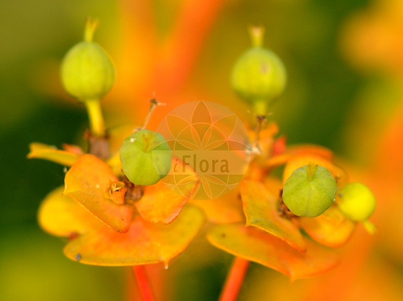 Euphorbia nicaeensis - Euphorbiaceae,Plantae,Pteridobiotina,Angiosperms,Malpighiales,Euphorbiaceae,Euphorbia,Euphorbia nicaeensis,Esula nicaeensis, Euphorbia amygdaloides, Euphorbia babensis, Euphorbia biglandulosa, Euphorbia bupleuroides subsp. luteola, Euphorbia collina, Euphorbia dasycarpa, Euphorbia demnatensis, Euphorbia luteola, Euphorbia nicaeensis subsp. demnatensis, Euphorbia nicaeensis subsp. hispanica, Euphorbia nicaeensis subsp. nicaeensis, Euphorbia nicaeensis var. aurasiaca, Euphorbia nicaeensis var. coarctata, Euphorbia nicaeensis var. dasycarpa, Euphorbia nicaeensis var. demnatensis, Euphorbia nicaeensis var. hebecarpa, Euphorbia nicaeensis var. hispanica, Euphorbia nicaeensis var. obovata, Euphorbia nicaeensis var. oleifolia, Euphorbia nicaeensis var. salzmanii, Euphorbia oleifolia, Euphorbia oleifolia, Euphorbia pannonica f. kitaibelii, Euphorbia pumila, Euphorbia seguieriana var. nicaeensis, Euphorbia serotina, Galarhoeus nicaeensis, Tithymalus matthiolii, Tithymalus nicaeensis,Nizza-Wolfsmilch;euphorbe de Nice;leche interna;lechetrezna;lechetrezna común;euforbia di Nizza;молочай ниццкий;dere sütleğeni;rriell;lleteresa nicenca;lletresa nicenca;nicejska mlječika;gladki mleček;magyar kutyatej;чакълна млечка