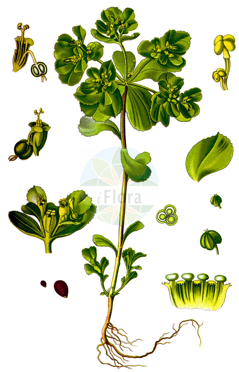 Euphorbia helioscopia - Euphorbiaceae,Plantae,Pteridobiotina,Angiosperms,Malpighiales,Euphorbiaceae,Euphorbia,Euphorbia helioscopia,Euphorbion helioscopium, Galarhoeus helioscopius, Tithymalus helioscopius,Sonnenwend-Wolfsmilch;Sonnen-Wolfsmilch;sun spurge;summer spurge;wartweed;euphorbe réveille-matin;umbrella milkweed;madwoman's milk;Euphorbe réveille-matin;euphorbe réveil-matin;euphorbe hélioscope;herbe aux verrues;reveille-matin;petite éclaire;lait de couleuvre;réveille-matin;lechetrezna comun;lecheruela;mamona;lecherina;pichoga;lechetrezna común;leche interna;lechera;lechetrezna;lechocino;lechuguino;Erba verdona;Euforbia calenzuola;erba calenzola;euforbia elioscopia;kroontjeskruid;wrattekruid;maleiteira;tititalo-dos-vales;erva-leiteira;erva-maleita;erva-maleiteira;erva-olha-o-sol;leitarega;leitariga;leiteira;titímalo-dos-vales;молочай солнцегляд;feribanotu;rriell;rryelli diellpamës;lleteresa d'hort;lleterola d'hort;mlječika suncogled;vos-zegge;revormstörel;skærmvortemælk;ostromlecz obrotny;wilczomlecz obrotny;todaigusa;トダイグサ;tôdaigusa;トウダイグサ;sončni mleček;napraforgó-kutyatej;pryšec kolovratec;laptele cucului;laptele stâncii;mliečnik kolovratcový;mliečnik kolovratec;молочай соняшний;слънчева млечка;слънчегледна млечка;harilik piimalill;saules dievkrēsliņš;åkervortemjølk;viisisädetyräkki;ситна млечика;сунцељубива млечика;chalavluv hashemesh;חֲלַבְלוּב הַשֶּׁמֶשׁ;tengħud raddiena;dirvinė karpažolė;ευφορβία ηλιοσκόπια;μεγάλη γαλατοίδα;esnabelarra;zé qī;泽漆