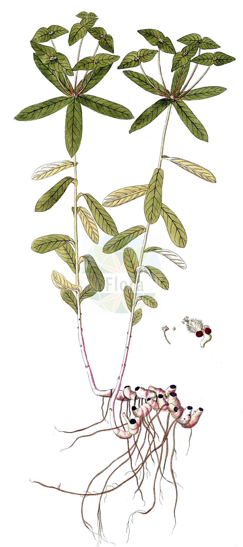 Euphorbia dulcis - Euphorbiaceae,Plantae,Pteridobiotina,Angiosperms,Malpighiales,Euphorbiaceae,Euphorbia,Euphorbia dulcis,Euphorbia alpigena, Euphorbia angulata subsp. deseglisei, Euphorbia cordata, Euphorbia deseglisei, Euphorbia dulcis f. lanuginosa, Euphorbia dulcis f. longeradiata, Euphorbia dulcis prol. deseglisei, Euphorbia dulcis subsp. incompta, Euphorbia dulcis subsp. purpurata, Euphorbia dulcis var. alpigena, Euphorbia dulcis var. chloradenia, Euphorbia dulcis var. deseglisei, Euphorbia dulcis var. incompta, Euphorbia dulcis var. laevis, Euphorbia dulcis var. lanuginosa, Euphorbia dulcis var. lanuginosa, Euphorbia dulcis var. lasiocarpa, Euphorbia dulcis var. viridiflora, Euphorbia fallax, Euphorbia hiberna, Euphorbia incompta, Euphorbia lanuginosa, Euphorbia patens, Euphorbia purpurata, Euphorbia purpurata var. elliptica, Euphorbia solisequa, Euphorbia viridiflora, Galarhoeus dulcis, Pythius dulcis, Tithymalus alpigena, Tithymalus deseglisei, Tithymalus dulcis, Tithymalus dulcis subsp. ellipticus, Tithymalus dulcis subsp. incomptus, Tithymalus dulcis subsp. purpuratus,Süße Wolfsmilch;Purpur-Wolfsmilch;Kahlfrüchtige Süße Wolfsmilch;Haarfrüchtige Süße Wolfsmilch;sweet spurge;Euphorbe douce;euphorbe pourprée;tabáiba;Euforbia bitorzoluta;zoete wolfsmelk;молочай сладкий;erba de llet;llet de bruixa;lletera;lleteresa;lleteresa dolça;lleterola;mal d'Ulls;slatka mlječika;söttörel;ostromlecz słodki;wilczomlecz słodki;sladki mleček;Édes kutyatej;pryšec sladký;mliečnik sladký;млечка