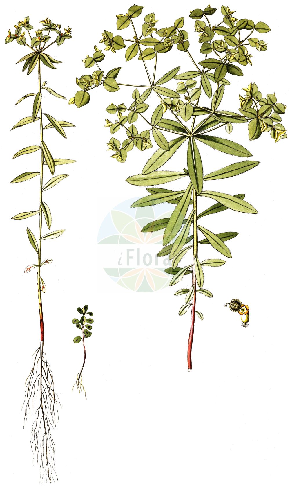 Euphorbia platyphyllos - Euphorbiaceae,Plantae,Pteridobiotina,Angiosperms,Malpighiales,Euphorbiaceae,Euphorbia,Euphorbia platyphyllos,Galarhoeus platyphyllus, Tithymalus platyphyllos, Tithymalus platyphyllos, Tithymalus platyphylos,Breitblättrige Wolfsmilch;broad-leaved spurge;broadleaf spurge;broad spurge;Euphorbe à larges feuilles;euphorbe à feuilles larges;euphorbe à feuilles plates;lechetrezna de hoja ancha;Euforbia rognosa;euforbia a larghe foglie;euforbia platifilla;voorjaars-vergeet-mij-nietje;brede wolfsmelk;titimalo;titímalo;молочай плосколистный;молочай расширеннолистный;koca sütleğen;rriell;rryelli gjethergjerë;širokolisna mlječika;bredtörel;ostromlecz szerokolistny;wilczomlecz szerokolistny;širokolistni mleček;nagylevelű kutyatej;pryšec plocholistý;laptele cainelui;mliečnik plochokolistý;mliečnik širokolistý;молочай плосколистий;широколистна млечка;широколисна млечика