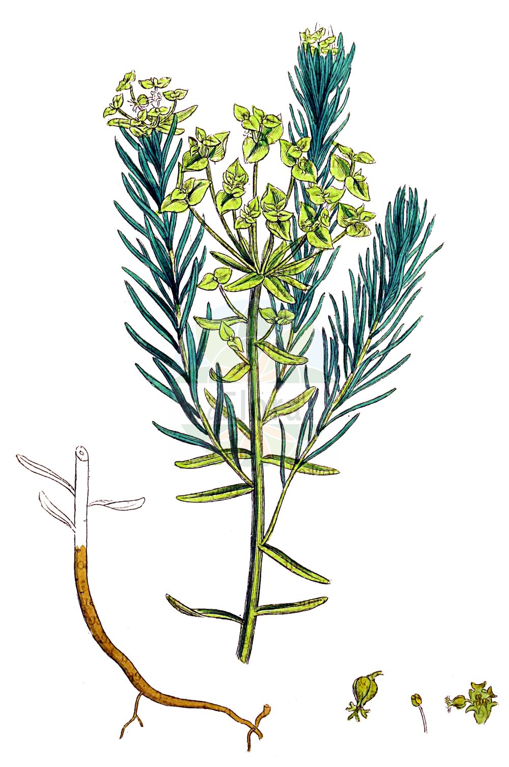 Euphorbia cyparissias - Euphorbiaceae,Plantae,Pteridobiotina,Angiosperms,Malpighiales,Euphorbiaceae,Euphorbia,Euphorbia cyparissias,Esula cupressina, Esula cyparissias, Esula minor, Euphorbia cyparissias var. degeneri, Euphorbia cyparissias var. esuloides, Euphorbia cyparissias var. major, Euphorbia degenerata, Euphorbia esuloides, Euphorbia punctata, Euphorbia tyraica, Galarhoeus cyparissias, Keraselma cyparissias, Tithymalus acicularis, Tithymalus angustifolius, Tithymalus cinerea, Tithymalus cyparissias,Zypressen-Wolfsmilch;Zypressenblättrige Wolfsmilch;cypress spurge;graveyard spurge;euphorbe cypress;Euphorbe petit cyprès;euphorbe petit-cyprès;tithymale;euphorbe faux-cyprès;herbe à lait;petit cyprès;petite ésule;rhubarbe des paysans;lechetrezna común;Euforbia cipressina;erba cipressina;vroege haver;cypreswolfsmelk;cipreswolfsmelk;молочай кипарисовый;servi sütleğen;ulu sütleğen;rriell;rryelli selvi;tamëlçak i idhët;lleteresa de fulla estreta;uskolisna mlječika;vroege ereprijs;vårtörel;cypres-vortemælk;ostromlecz sosnka;wilczomlecz sosnka;matsubatôdai;マツバトウダイ;cipresasti mleček;farkaskutyatej;pryšec chvojka;laptele cucului;mliečnik chvojkový;молочай кипарисовидний;кипарисова млечка;küpress-piimalill;ciprešu dievkrēsliņš;sypressvortemjølk;tarhatyräkki;обична млечика;смрекаста млечика;усколисна млечика;siauralapė karpažolė;φλώμός