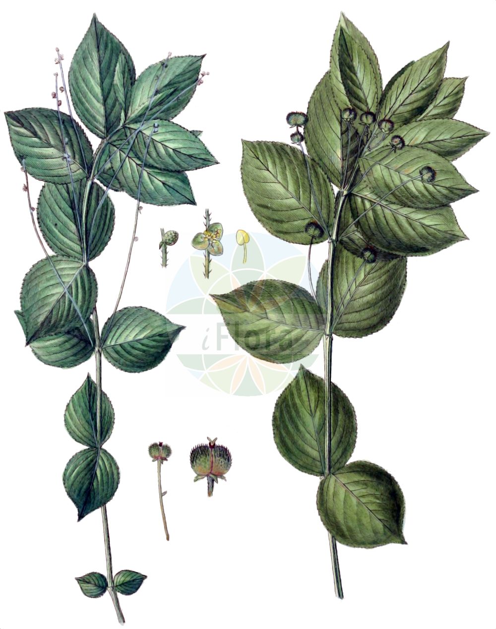 Mercurialis ovata - Euphorbiaceae,Plantae,Pteridobiotina,Angiosperms,Malpighiales,Euphorbiaceae,Mercurialis,Mercurialis ovata,Mercurialis livida, Mercurialis ovata f. croatica, Mercurialis ovata f. genuina, Mercurialis ovata var. livida, Mercurialis perennis subsp. ovata, Mercurialis perennis var. ovata,Eiblatt-Bingelkraut;Eiblättriges Bingelkraut;broad-leaved mercury;Mercuriale à feuilles ovales;Mercorella ovale;пролесник яйцевидный;ağcaotu;merkurial;jajoliki prosinac;jajčastolistni golšec;pusztai szélfű;bažanka vejčitá;bažanka vajcovitá;переліска яйцевидна;кръглолистен пролез;овални просинац