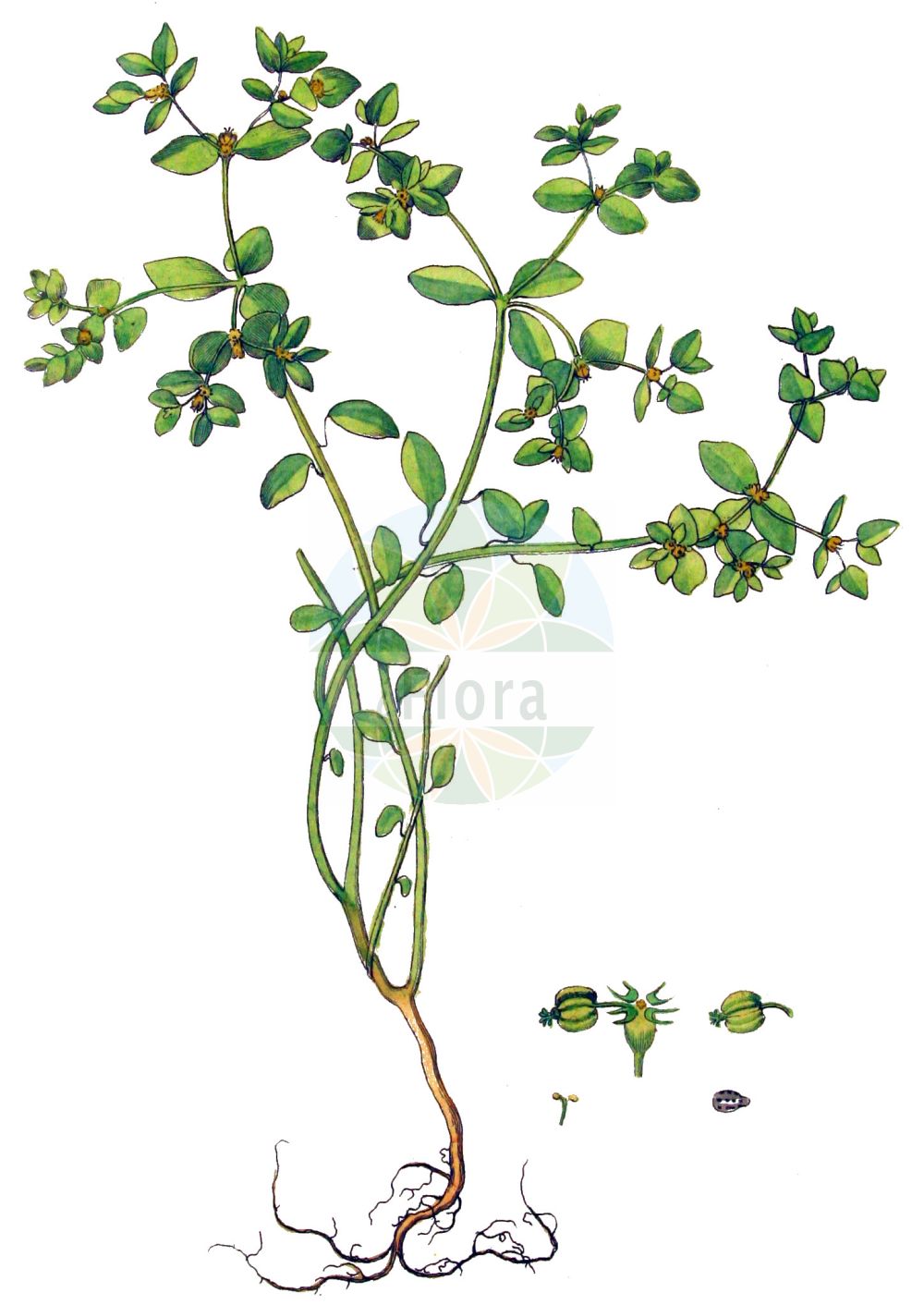 Euphorbia peplus - Euphorbiaceae,Plantae,Pteridobiotina,Angiosperms,Malpighiales,Euphorbiaceae,Euphorbia,Euphorbia peplus,Esula peplus, Euphorbion peplum, Galarhoeus peplus, Galarhoeus peplus, Keraselma peplus, Keraselma reniformis, Tithymalus peplus, Tithymalus peplus,Garten-Wolfsmilch;petty spurge;stinging milkweed;Euphorbe des jardins;euphorbe omblette;euphorbe peplus;euphorbe des vignes;esule ronde;ésule ronde;reveille-matin des vignes;euphorbe péplus;omblette;lechetrezna redonda;albahaca venenosa;mariquita;pichoga;lechetrezna reduela;lecherina;tomagallos;tornagallos;Euforbia minore;calenzuola piccola;voorjaars-kruiskruid;tuinwolfsmelk;esula-redonda;ésula-redonda;sarmento;молочай огородный;молочай бутерлаковый;bahçe sütleğeni;rriell;lleterola peplus;loptasta mlječika;razgranjena mlječika;vrtna mlječika;voorjaars-ereprijs;rävmjölkstörel;rävtörel;gaffelvortemælk;gaffel-vortemælk;ostromlecz ogrodowy;wilczomlecz ogrodowy;chabo-taigeki;チャボタイゲキ;grobljasti mleček;vrtni mleček;vézna kutyatej;pryšec okrouhlý;mliečnik okrúhlolistý;молочай городній;градинска млечка;aed-piimalill;dārza dievkrēsliņš;byvortemjølk;kolmisädetyräkki;лоптаста млечика;chalavluv matzui;חֲלַבְלוּב מָצוּי;daržinė karpažolė;esnabedurria;nán'ōu dà jǐ;南欧大戟