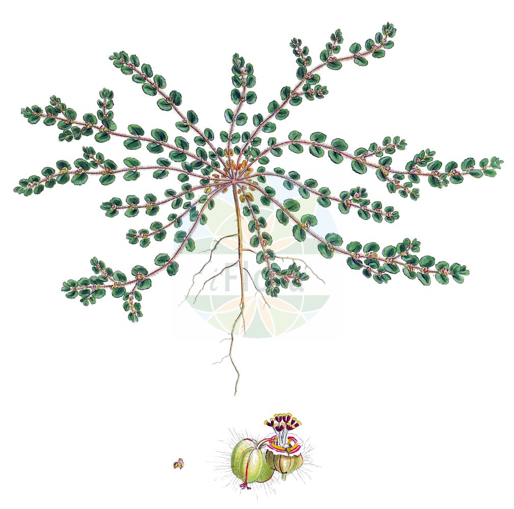 Euphorbia chamaesyce - Euphorbiaceae,Plantae,Pteridobiotina,Angiosperms,Malpighiales,Euphorbiaceae,Euphorbia,Euphorbia chamaesyce,Anisophyllum chamaesyce, Anisophyllum vaticanum, Chamaesyce canescens, Chamaesyce canescens subsp. glabra, Chamaesyce canescens subsp. massiliensis, Chamaesyce chamaesyce, Chamaesyce libassii, Chamaesyce massiliensis, Chamaesyce vulgaris, Chamaesyce vulgaris subsp. massiliensis, Ditrita rotundifolia, Ditritea rotundifolia, Euphorbia canescens, Euphorbia canescens var. microphylla, Euphorbia chamaesyce f. glabra, Euphorbia chamaesyce f. pilosa, Euphorbia chamaesyce subsp. canescens, Euphorbia chamaesyce subsp. canescens, Euphorbia chamaesyce var. canescens, Euphorbia chamaesyce var. gabriuscula, Euphorbia chamaesyce var. glabra, Euphorbia chamaesyce var. glabriuscula, Euphorbia chamaesyce var. hirsuta, Euphorbia chamaesyce var. massiliensis, Euphorbia chamaesyce var. massiliensis, Euphorbia chamaesyce var. pilosa, Euphorbia libassii, Euphorbia massiliensis, Euphorbia massiliensis var. villosa, Euphorbia perforata, Euphorbia pinnulosa, Euphorbia prostrata, Euphorbia reichenbachiana, Euphorbia vaticana, Tithymalus chamaesyce, Tithymalus nummularius, Xamesike palestina, Xamesike vulgaris, Xamesike xamobala,Zwerg-Wolfsmilch;Graue Schiefblattwolfsmilch;Euphorbe petit figuier;euphorbe monnoyère;euphorbe de Marseille;euphorbe figuier-de-terre;euphorbe petit-figuier;monnoyère;nogueruela;Erba pondina;Euforbia fico per terra;vuur-salie;kleinste wolfsmelk;ésula camesice;ésula-camesice;eufórbia;titímalo;мМолочай мелкосмоковник;молочай мелкосмоковник;şebrem;rriell;rryelli fik i ulët;lleterola;mličer;patuljasta mlječika;hai-nishiki-sô;ハイニシキソ;ハイニシキソウ;pritlikavi mleček;kutyatej;pryšec fikolistý;pryšec šedavý;mliečnik figovnikolistý;молочай дрібносмоковник;молочай марсельський;пълзяща млечка;chalavluv agol-'alim;חֲלַבְלוּב עֲגֹל-עָלִים