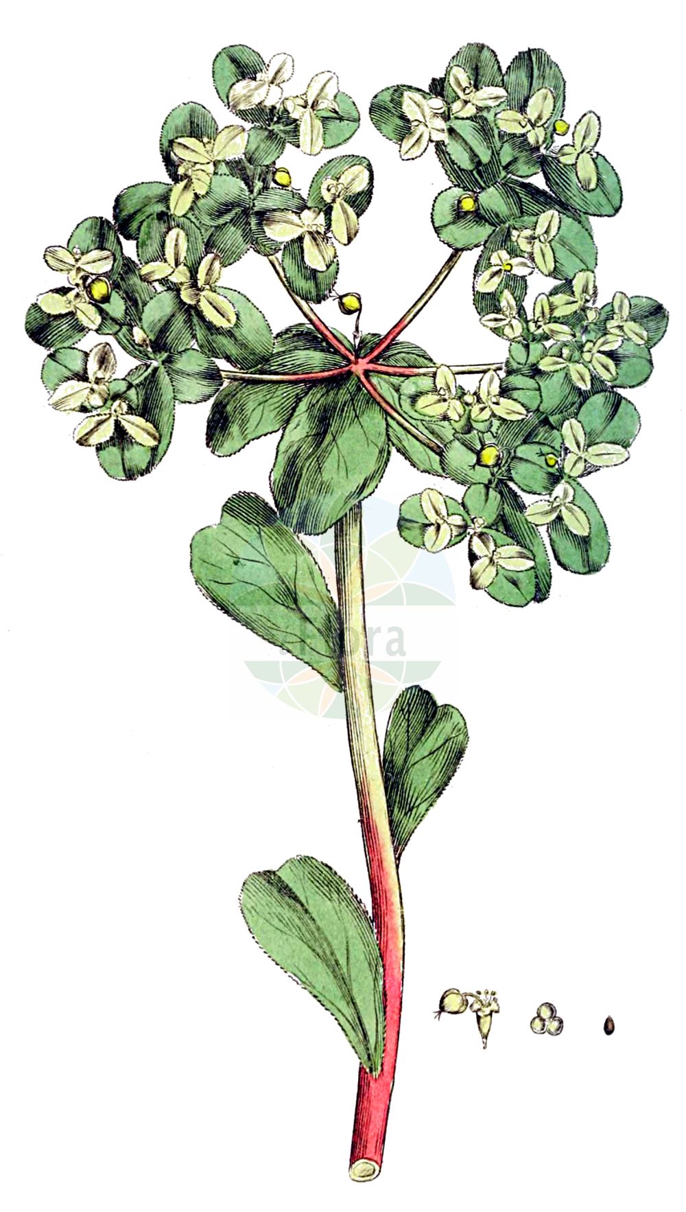 Euphorbia helioscopia - Euphorbiaceae,Plantae,Pteridobiotina,Angiosperms,Malpighiales,Euphorbiaceae,Euphorbia,Euphorbia helioscopia,Euphorbion helioscopium, Galarhoeus helioscopius, Tithymalus helioscopius,Sonnenwend-Wolfsmilch;Sonnen-Wolfsmilch;sun spurge;summer spurge;wartweed;euphorbe réveille-matin;umbrella milkweed;madwoman's milk;Euphorbe réveille-matin;euphorbe réveil-matin;euphorbe hélioscope;herbe aux verrues;reveille-matin;petite éclaire;lait de couleuvre;réveille-matin;lechetrezna comun;lecheruela;mamona;lecherina;pichoga;lechetrezna común;leche interna;lechera;lechetrezna;lechocino;lechuguino;Erba verdona;Euforbia calenzuola;erba calenzola;euforbia elioscopia;kroontjeskruid;wrattekruid;maleiteira;tititalo-dos-vales;erva-leiteira;erva-maleita;erva-maleiteira;erva-olha-o-sol;leitarega;leitariga;leiteira;titímalo-dos-vales;молочай солнцегляд;feribanotu;rriell;rryelli diellpamës;lleteresa d'hort;lleterola d'hort;mlječika suncogled;vos-zegge;revormstörel;skærmvortemælk;ostromlecz obrotny;wilczomlecz obrotny;todaigusa;トダイグサ;tôdaigusa;トウダイグサ;sončni mleček;napraforgó-kutyatej;pryšec kolovratec;laptele cucului;laptele stâncii;mliečnik kolovratcový;mliečnik kolovratec;молочай соняшний;слънчева млечка;слънчегледна млечка;harilik piimalill;saules dievkrēsliņš;åkervortemjølk;viisisädetyräkki;ситна млечика;сунцељубива млечика;chalavluv hashemesh;חֲלַבְלוּב הַשֶּׁמֶשׁ;tengħud raddiena;dirvinė karpažolė;ευφορβία ηλιοσκόπια;μεγάλη γαλατοίδα;esnabelarra;zé qī;泽漆