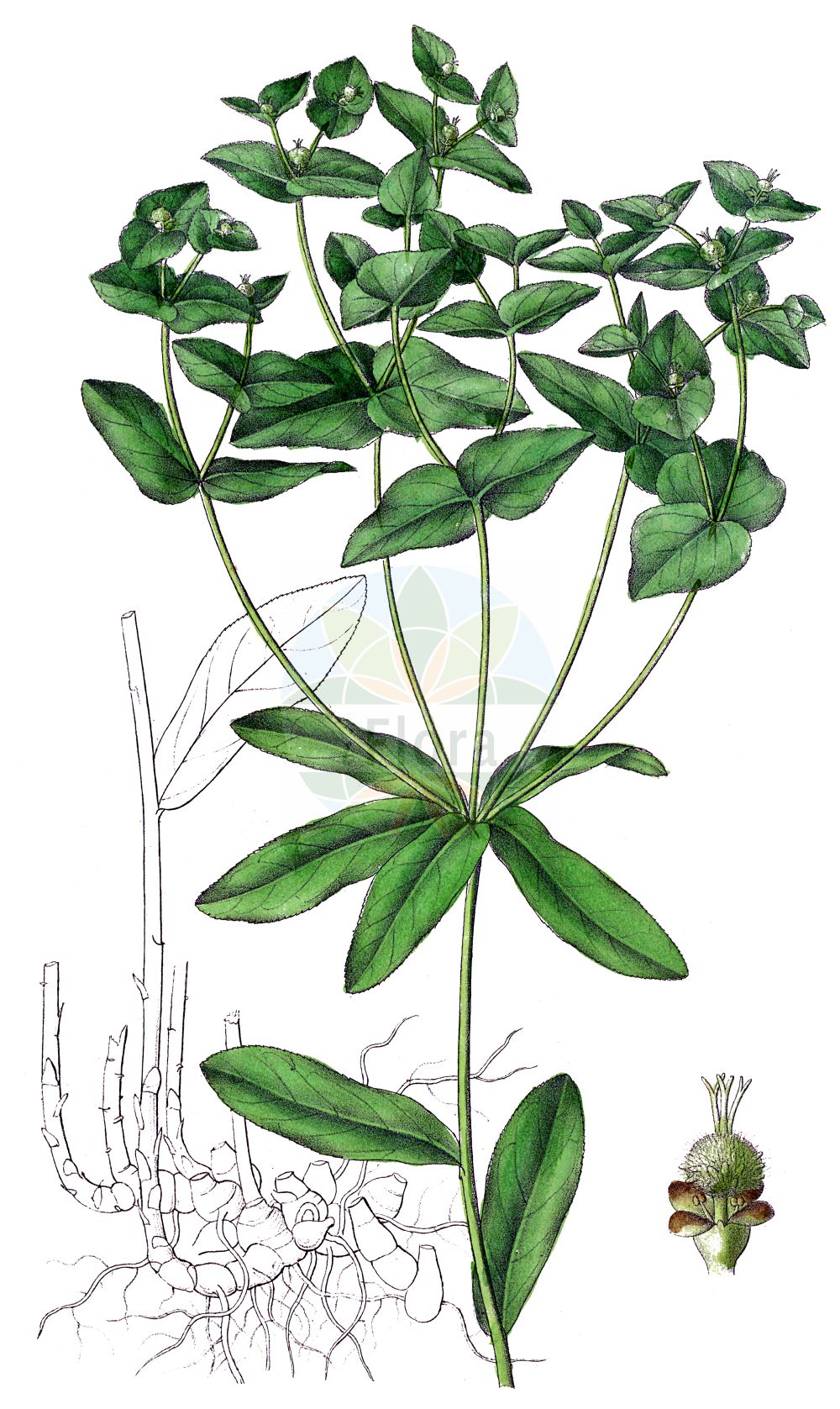 Euphorbia dulcis - Euphorbiaceae,Euphorbia alpigena, Euphorbia angulata subsp. deseglisei, Euphorbia cordata, Euphorbia deseglisei, Euphorbia dulcis f. lanuginosa, Euphorbia dulcis f. longeradiata, Euphorbia dulcis prol. deseglisei, Euphorbia dulcis subsp. incompta, Euphorbia dulcis subsp. purpurata, Euphorbia dulcis var. alpigena, Euphorbia dulcis var. chloradenia, Euphorbia dulcis var. deseglisei, Euphorbia dulcis var. incompta, Euphorbia dulcis var. laevis, Euphorbia dulcis var. lanuginosa, Euphorbia dulcis var. lanuginosa, Euphorbia dulcis var. lasiocarpa, Euphorbia dulcis var. viridiflora, Euphorbia fallax, Euphorbia hiberna, Euphorbia incompta, Euphorbia lanuginosa, Euphorbia patens, Euphorbia purpurata, Euphorbia purpurata var. elliptica, Euphorbia solisequa, Euphorbia viridiflora, Galarhoeus dulcis, Pythius dulcis, Tithymalus alpigena, Tithymalus deseglisei, Tithymalus dulcis, Tithymalus dulcis subsp. ellipticus, Tithymalus dulcis subsp. incomptus, Tithymalus dulcis subsp. purpuratus,Plantae,Pteridobiotina,Angiosperms,Malpighiales,Euphorbiaceae,Euphorbia,Euphorbia dulcis,Süße Wolfsmilch;Purpur-Wolfsmilch;Kahlfrüchtige Süße Wolfsmilch;Haarfrüchtige Süße Wolfsmilch;sweet spurge;Euphorbe douce;euphorbe pourprée;tabáiba;Euforbia bitorzoluta;zoete wolfsmelk;молочай сладкий;erba de llet;llet de bruixa;lletera;lleteresa;lleteresa dolça;lleterola;mal d'Ulls;slatka mlječika;söttörel;ostromlecz słodki;wilczomlecz słodki;sladki mleček;Édes kutyatej;pryšec sladký;mliečnik sladký;млечка