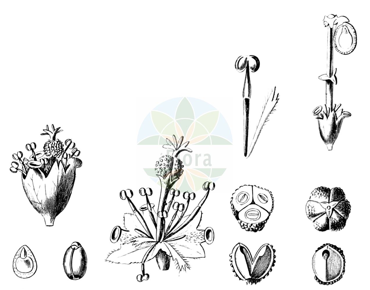 Euphorbia palustris - Euphorbiaceae,Euphorbia altissima var. nuda, Euphorbia brachiata, Euphorbia palustris f. maritima, Euphorbia palustris var. angustifolia, Euphorbia palustris var. brinonense, Euphorbia sauliana, Galarhoeus palustris, Tithymalus fruticosus, Tithymalus palustris,Plantae,Pteridobiotina,Angiosperms,Malpighiales,Euphorbiaceae,Euphorbia,Euphorbia palustris,Sumpf-Wolfsmilch;marsh spurge;Euphorbe des marais;Euforbia lattaiola;voorjaars-zegge;moeraswolfsmelk;молочай болотный;su sütleğeni;rriell;lleteresa palustre;močvarna mlječika;kärrtörel;strand-vortemælk;ostromlecz błotny;wilczomlecz błotny;močvirski mleček;mocsári kutyatej;pryšec bahenní;laptele cîinelui;mliečnik močiarny;молочай болотяний;блатна млечка;soo-piimalill;purva dievkrēsliņš;strandvortemjølk;rantatyräkki;мочварна млечика;pelkinė karpažolė