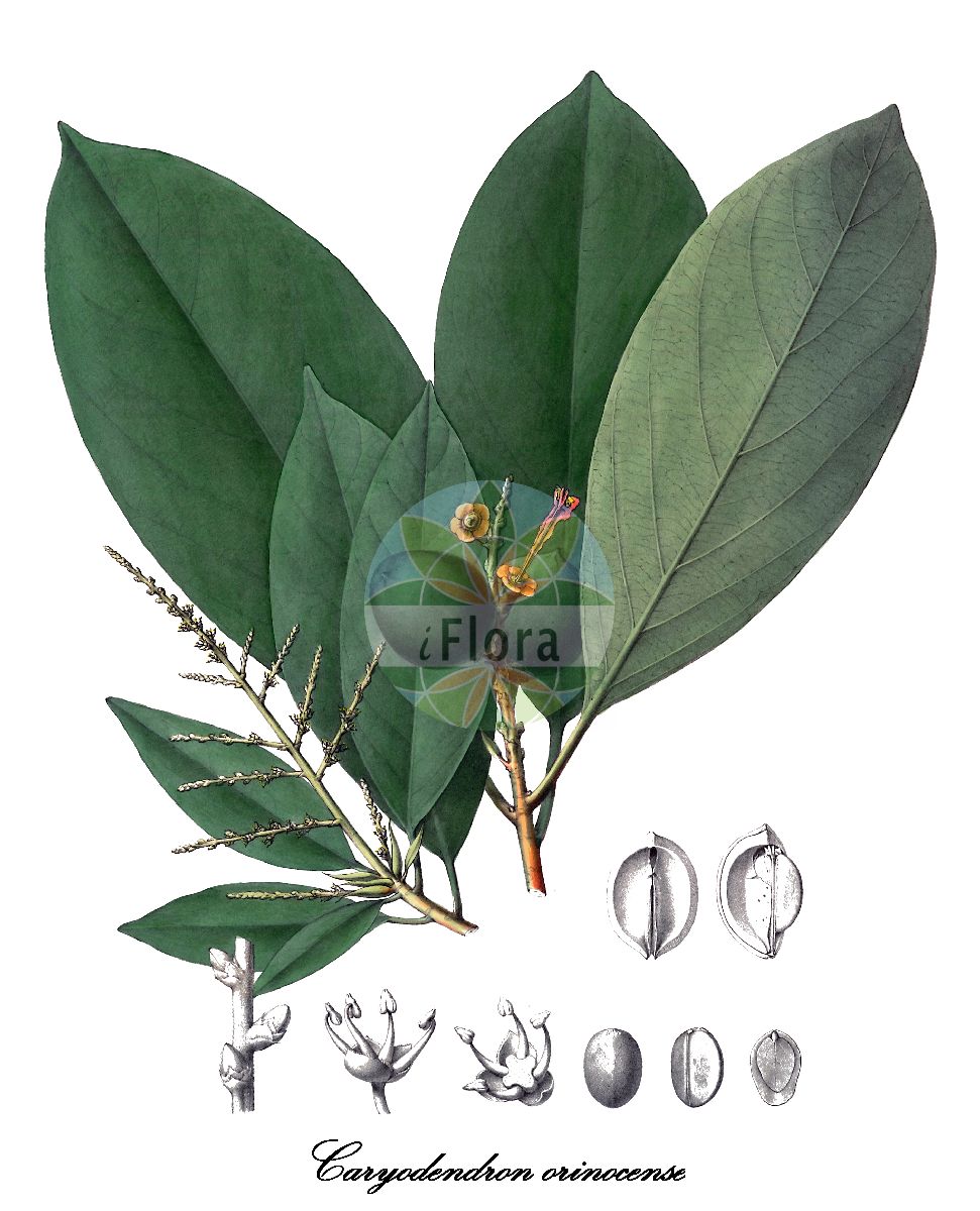 Caryodendron orinocense - Euphorbiaceae,Plantae,Pteridobiotina,Angiosperms,Malpighiales,Euphorbiaceae,Caryodendron,Caryodendron orinocense