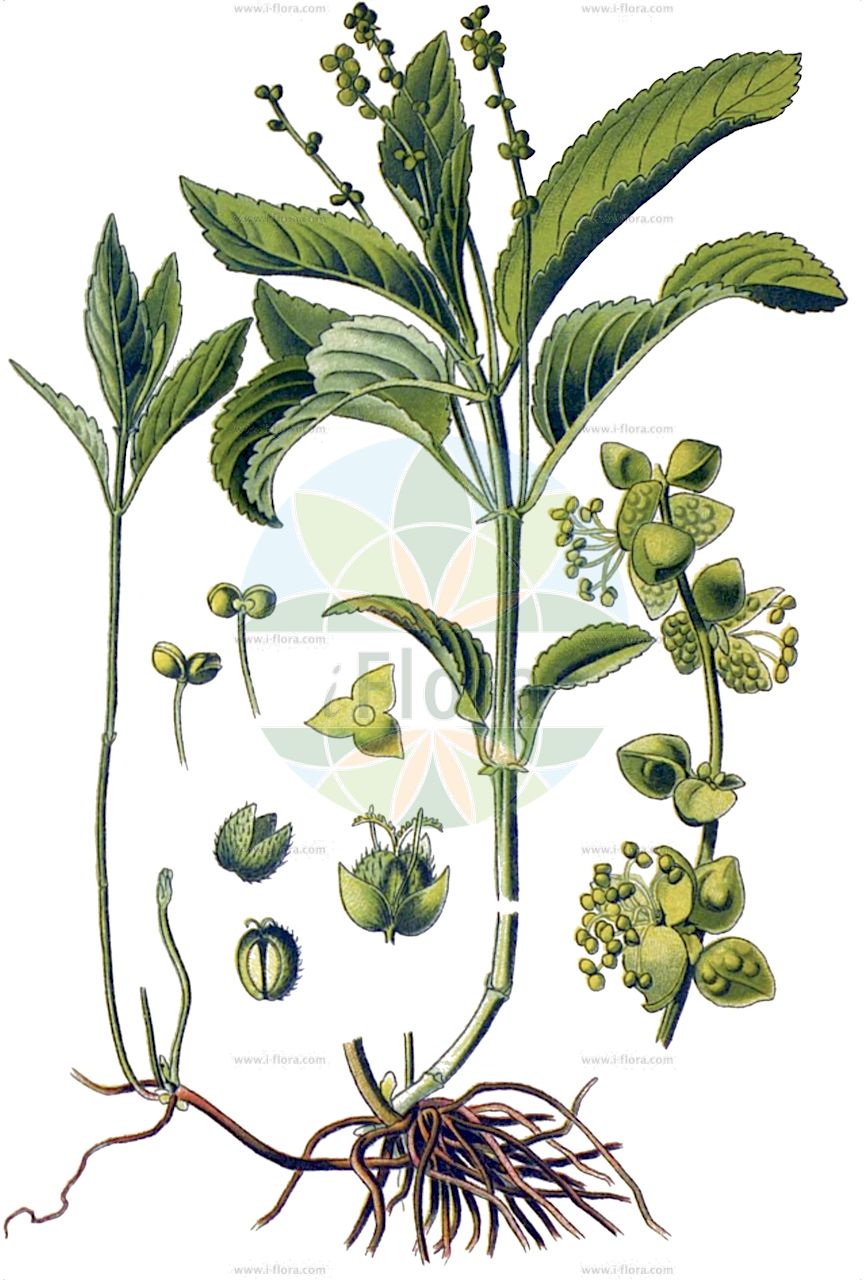 Mercurialis perennis - Euphorbiaceae,Plantae,Pteridobiotina,Angiosperms,Malpighiales,Euphorbiaceae,Mercurialis,Mercurialis perennis,Mercurialis alpina, Mercurialis cynocrambe, Mercurialis longifolia, Mercurialis nemoralis, Mercurialis perennis f. genuina, Mercurialis perennis f. glabra, Mercurialis perennis f. ovatifolia, Mercurialis perennis f. robusta, Mercurialis perennis f. saxicola, Mercurialis perennis f. sylvatica, Mercurialis perennis subvar. alpina, Mercurialis perennis subvar. sylvatica, Mercurialis perennis var. brachyphylla, Mercurialis perennis var. subalpina, Mercurialis sylvatica, Mercurialis sylvestris, Synema perenne,Ausdauerndes Bingelkraut;Wald-Bingelkraut;dog's mercury;Mercuriale vivace;mercuriale des bois;chou de chien;cynocramble;mercuriale des montagnes;mercuriale pérenne;berza perruna;chordiga muerta;mercurial;mercurial perenne;murcarol;Mercorella bastarda;vogel-kerseboom;overblijvend bingelkruid;bosbingelkruid;пролесник многолетний;köpek marulu;bar thëllënëze shumëvjeçar;merkurial;merkuriali shumëvjeçar;blet mortérol;malcoratge;melcoratge de bosc;mercurial;murvarol;vinamequera;višegodišnji prosinac;skogsbingel;almindelig bingelurt;szczyr trwały;trpežni golšec;erdei szélfű;bažanka vytrvalá;brei;bažanka trváca;переліска багаторічна;живолина;многогодишен пролез;многогодишна живолина;püsik-seljarohi;daudzgadīgā kaņepene;skogbingel;lehtosinijuuri;daugiametis laiškenis;merkuriarra