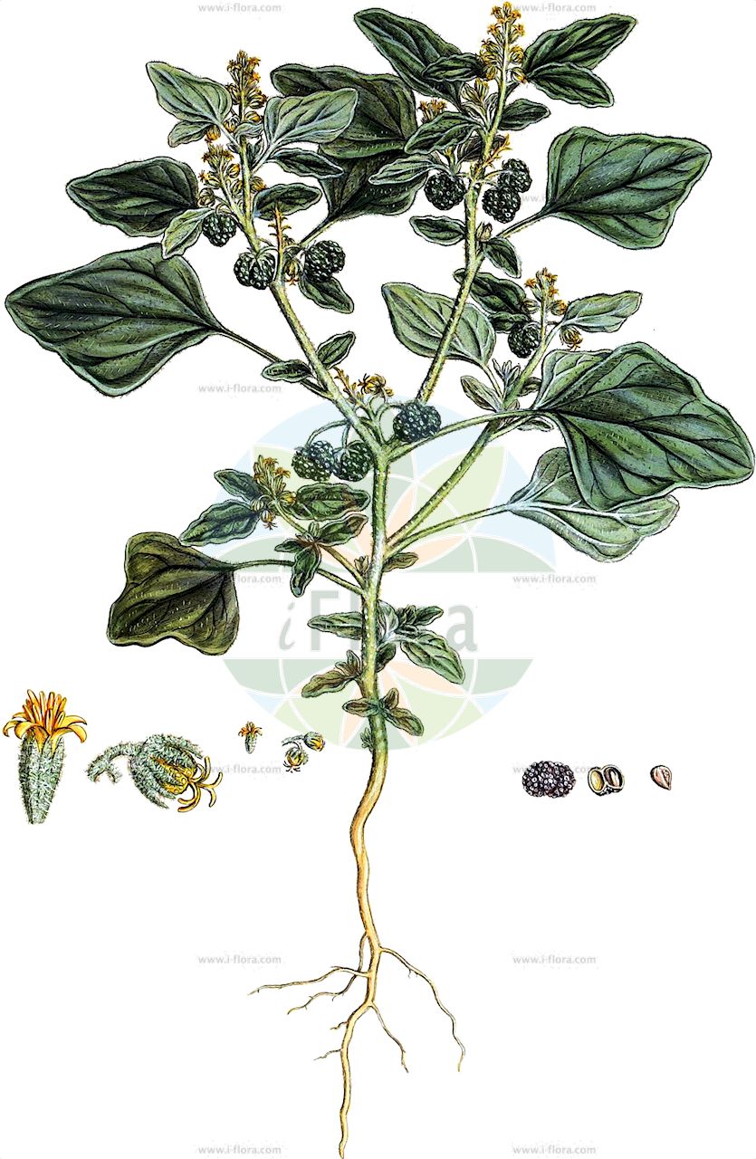 Chrozophora tinctoria - Euphorbiaceae,Plantae,Pteridobiotina,Angiosperms,Malpighiales,Euphorbiaceae,Chrozophora,Chrozophora tinctoria,Chrozophora cordifolia, Chrozophora glabrata, Chrozophora hierosolymitana, Chrozophora integrifolia, Chrozophora lepidocarpa, Chrozophora obliqua, Chrozophora obliqua var. hierosolymitana, Chrozophora sieberi, Chrozophora subplicata, Chrozophora tinctoria f. brachypetala, Chrozophora tinctoria subsp. obliqua, Chrozophora tinctoria var. genuina, Chrozophora tinctoria var. glabrata, Chrozophora tinctoria var. hierosolymitana, Chrozophora tinctoria var. subplicata, Chrozophora tinctoria var. verbascifolia, Chrozophora verbascifolia, Chrozophora villosa, Chrozophora warionii, Croton argenteus, Croton obliquus, Croton oblongifolius, Croton patulus, Croton tinctorius, Croton verbascifolius, Ricinoides tinctoria, Tournesol obliqua, Tournesol tinctoria, Tournesol verbascifolia, Tournesol warionii,Färberkroton;silver july croton;croton des teinturiers;maurelle;chrozophore;tournesol;chrozophore des teinturiers;teinture de tournesol;tournesol des teinturiers;heliotropo menor;tornasol;mirasol;cenclia;cendía;cenella;cenizo tornasol;giradol;girasol;heliotropio menor;tornasole;girasole piccolo;laccamuffa;tornasole comune;tornassol-dos-franceses;tornasol-dos-franceses;tornasol-dos-tintureiros;turnessol;лакмусовая трава;хрозофора красильная;siğilotu;krozofora ngjyuese;krozoforë;gira-sol;herba de las llúpies;mira-sol;tornassol;tornissol;bojadisarska krozofora;mliečnik farbiarsky;хрозофора фарбувальна;синилна трева;бојадисарка мљецика;обична хрозофора;leshishit hatzabba'im;לְשִׁישִׁית הַצַּבָּעִים;turnasol;χρωςοφόρα