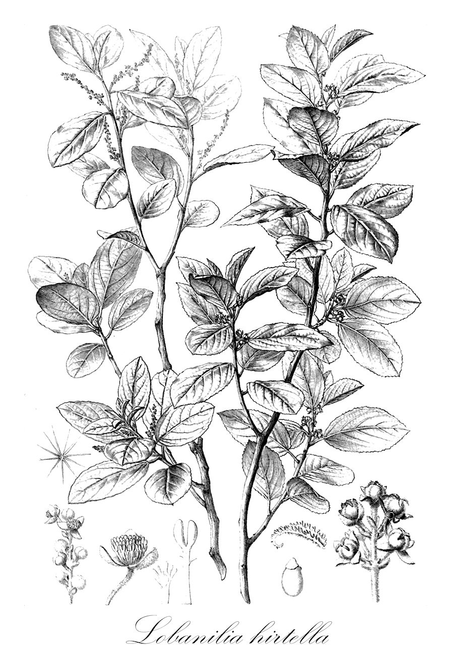 Lobanilia hirtella - Euphorbiaceae,Plantae,Pteridobiotina,Angiosperms,Malpighiales,Euphorbiaceae,Lobanilia,Lobanilia hirtella,Claoxylon hirtellum
