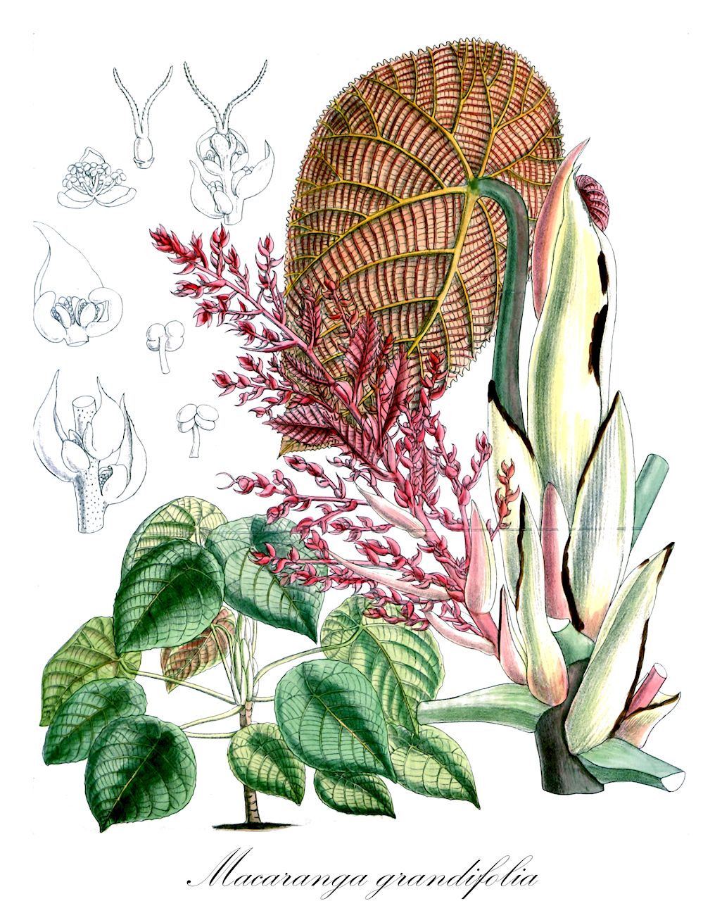 Macaranga grandifolia - Euphorbiaceae,Plantae,Pteridobiotina,Angiosperms,Malpighiales,Euphorbiaceae,Macaranga,Macaranga grandifolia,Croton grandifolius, Macaranga porteana