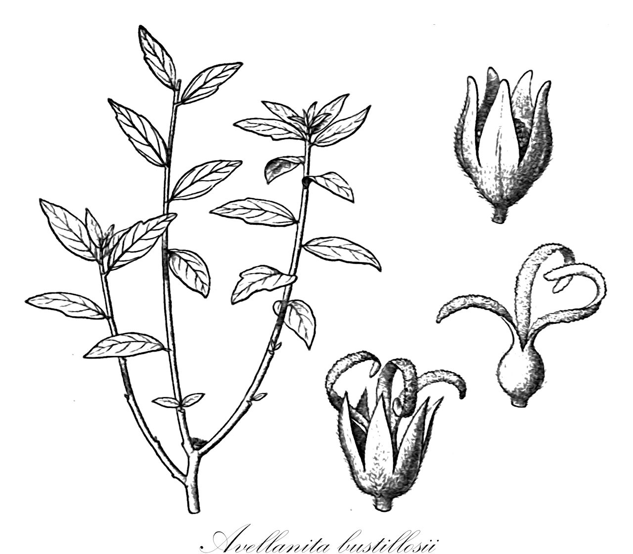 Avellanita bustillosii - Euphorbiaceae,Plantae,Pteridobiotina,Angiosperms,Malpighiales,Euphorbiaceae,Avellanita,Avellanita bustillosii