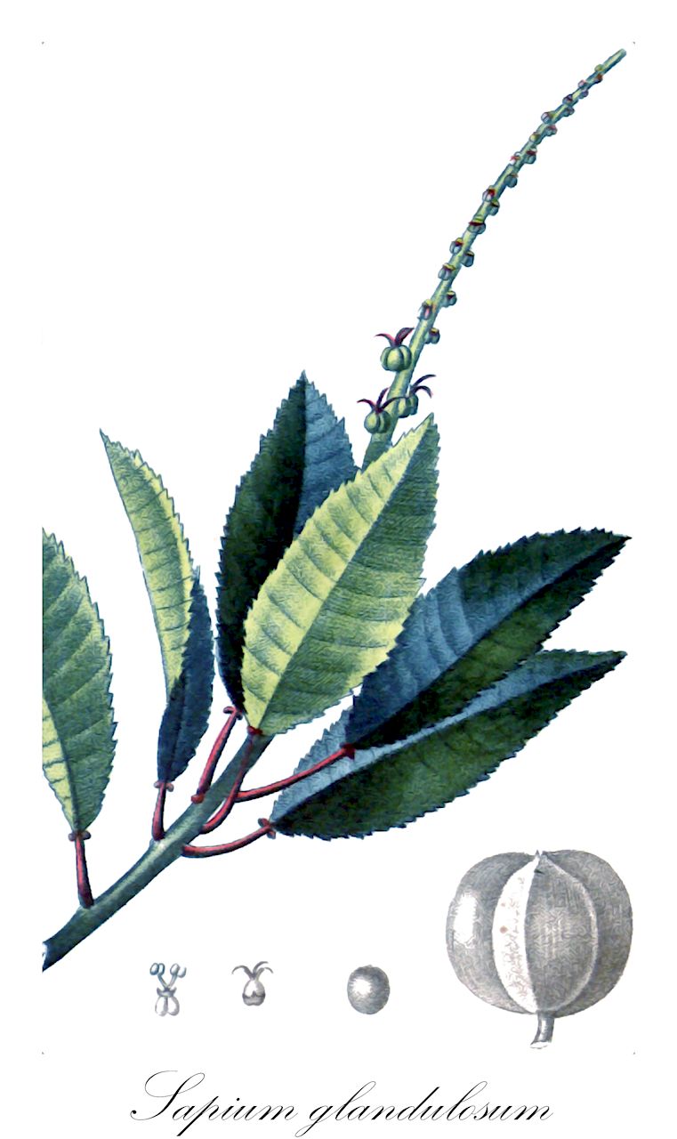 Sapium glandulosum - Euphorbiaceae,Plantae,Pteridobiotina,Angiosperms,Malpighiales,Euphorbiaceae,Sapium,Sapium glandulosum,Excoecaria aerea, Excoecaria biglandulosa, Excoecaria biglandulosa f. oblongata, Excoecaria biglandulosa f. obovata, Excoecaria biglandulosa var. aubletiana, Excoecaria biglandulosa var. aucuparia, Excoecaria biglandulosa var. clausseniana, Excoecaria biglandulosa var. cuneata, Excoecaria biglandulosa var. dracunculoides, Excoecaria biglandulosa var. glandulata, Excoecaria biglandulosa var. grandifolia, Excoecaria biglandulosa var. hamata, Excoecaria biglandulosa var. hippomane, Excoecaria biglandulosa var. intercedens, Excoecaria biglandulosa var. klotzschiana, Excoecaria biglandulosa var. lanceolata, Excoecaria biglandulosa var. leptadenia, Excoecaria biglandulosa var. montevidensis, Excoecaria biglandulosa var. moritziana, Excoecaria biglandulosa var. pavoniana, Excoecaria biglandulosa var. petiolaris, Excoecaria biglandulosa var. prunifolia, Excoecaria biglandulosa var. salicifolia, Excoecaria biglandulosa var. serrata, Excoecaria marginata, Excoecaria marginata f. major, Excoecaria marginata var. conjungens, Excoecaria marginata var. grandifolia, Excoecaria marginata var. lanceolata, Excoecaria marginata var. longifolia, Excoecaria marginata var. puberula, Excoecaria marginata var. spathulata, Excoecaria obtusiloba, Excoecaria occidentalis, Excoecaria suberosa, Hippomane aucuparia, Hippomane biglandulosa, Hippomane fruticosa, Hippomane glandulosa, Hippomane zeocca, Omphalea glandulata, Sapiopsis cremostachys, Sapium acuparium var. petiolare, Sapium aereum, Sapium alainianum, Sapium albomarginatum, Sapium aubletianum, Sapium aucuparium, Sapium aucuparium, Sapium aucuparium var. hippomane, Sapium aucuparium var. moritzianum, Sapium aureum, Sapium biglandulosum, Sapium biglandulosum f. longifolium, Sapium biglandulosum f. minus, Sapium biglandulosum f. oblongatum, Sapium biglandulosum f. obovatum, Sapium biglandulosum f. pavonianum, Sapium biglandulosum var. aubletianum, Sapium biglandulosum var. aucuparium, Sapium biglandulosum var. bogotense, Sapium biglandulosum var. cuneatum, Sapium biglandulosum var. hamatum, Sapium biglandulosum var. klotzschianum, Sapium biglandulosum var. lanceolatum, Sapium biglandulosum var. meyerianum, Sapium biglandulosum var. moritzianum, Sapium biglandulosum var. oligoneurum, Sapium biglandulosum var. pavonianum, Sapium biglandulosum var. salicifolium, Sapium biglandulosum var. serratum, Sapium biglandulosum var. sulciferum, Sapium bogotense, Sapium caribaeum, Sapium claussenianum, Sapium cremostachyum, Sapium endlicherianum, Sapium fendleri, Sapium fragile, Sapium giganteum, Sapium glandulatum, Sapium guaricense, Sapium haematospermum var. saltense, Sapium haematospermum var. saltensis, Sapium hamatum, Sapium hemsleyanum, Sapium hippomane, Sapium integrifolium, Sapium intercedens, Sapium itzanum, Sapium ixiamasense, Sapium izabalense, Sapium jamaicense, Sapium klotzschianum, Sapium klotzschianum var. glaziovii, Sapium lanceolatum, Sapium leptadenium, Sapium marginatum, Sapium marginatum f. majus, Sapium marginatum var. conjungens, Sapium marginatum var. grandifolium, Sapium marginatum var. lanceolatum, Sapium marginatum var. longifolium, Sapium marginatum var. spathulatum, Sapium moaense, Sapium montevidense, Sapium moritzianum, Sapium muelleri, Sapium naiguatense, Sapium nitidum, Sapium obtusatum, Sapium obtusilobum, Sapium occidentale, Sapium oligoneurum, Sapium paranaense, Sapium paucistamineum, Sapium pavonianum, Sapium petiolare, Sapium pittieri, Sapium poeppigii, Sapium pohlianum, Sapium prunifolium, Sapium punctatum, Sapium pycnostachys, Sapium pycnostachys, Sapium salicifolium, Sapium saltense, Sapium schippii, Sapium serratum, Sapium suberosum, Sapium submarginatum, Sapium subserratum, Sapium sulciferum, Sapium taburu, Stillingia aucuparia, Stillingia biglandulosa, Stillingia dracunculoides, Stillingia haematantha, Stillingia hippomane, Stillingia hippomane, Stillingia marginata, Stillingia prunifolia, Stillingia prunifolia