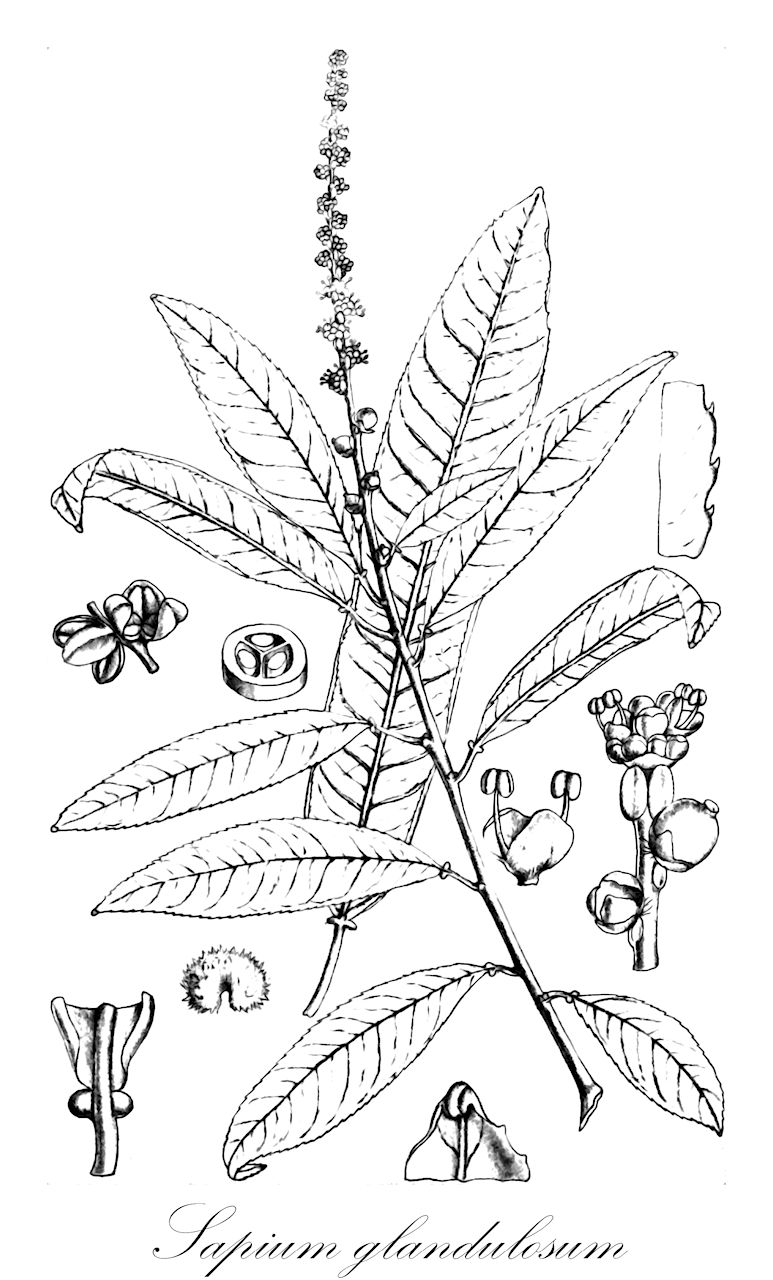 Sapium glandulosum - Euphorbiaceae,Plantae,Pteridobiotina,Angiosperms,Malpighiales,Euphorbiaceae,Sapium,Sapium glandulosum,Excoecaria aerea, Excoecaria biglandulosa, Excoecaria biglandulosa f. oblongata, Excoecaria biglandulosa f. obovata, Excoecaria biglandulosa var. aubletiana, Excoecaria biglandulosa var. aucuparia, Excoecaria biglandulosa var. clausseniana, Excoecaria biglandulosa var. cuneata, Excoecaria biglandulosa var. dracunculoides, Excoecaria biglandulosa var. glandulata, Excoecaria biglandulosa var. grandifolia, Excoecaria biglandulosa var. hamata, Excoecaria biglandulosa var. hippomane, Excoecaria biglandulosa var. intercedens, Excoecaria biglandulosa var. klotzschiana, Excoecaria biglandulosa var. lanceolata, Excoecaria biglandulosa var. leptadenia, Excoecaria biglandulosa var. montevidensis, Excoecaria biglandulosa var. moritziana, Excoecaria biglandulosa var. pavoniana, Excoecaria biglandulosa var. petiolaris, Excoecaria biglandulosa var. prunifolia, Excoecaria biglandulosa var. salicifolia, Excoecaria biglandulosa var. serrata, Excoecaria marginata, Excoecaria marginata f. major, Excoecaria marginata var. conjungens, Excoecaria marginata var. grandifolia, Excoecaria marginata var. lanceolata, Excoecaria marginata var. longifolia, Excoecaria marginata var. puberula, Excoecaria marginata var. spathulata, Excoecaria obtusiloba, Excoecaria occidentalis, Excoecaria suberosa, Hippomane aucuparia, Hippomane biglandulosa, Hippomane fruticosa, Hippomane glandulosa, Hippomane zeocca, Omphalea glandulata, Sapiopsis cremostachys, Sapium acuparium var. petiolare, Sapium aereum, Sapium alainianum, Sapium albomarginatum, Sapium aubletianum, Sapium aucuparium, Sapium aucuparium, Sapium aucuparium var. hippomane, Sapium aucuparium var. moritzianum, Sapium aureum, Sapium biglandulosum, Sapium biglandulosum f. longifolium, Sapium biglandulosum f. minus, Sapium biglandulosum f. oblongatum, Sapium biglandulosum f. obovatum, Sapium biglandulosum f. pavonianum, Sapium biglandulosum var. aubletianum, Sapium biglandulosum var. aucuparium, Sapium biglandulosum var. bogotense, Sapium biglandulosum var. cuneatum, Sapium biglandulosum var. hamatum, Sapium biglandulosum var. klotzschianum, Sapium biglandulosum var. lanceolatum, Sapium biglandulosum var. meyerianum, Sapium biglandulosum var. moritzianum, Sapium biglandulosum var. oligoneurum, Sapium biglandulosum var. pavonianum, Sapium biglandulosum var. salicifolium, Sapium biglandulosum var. serratum, Sapium biglandulosum var. sulciferum, Sapium bogotense, Sapium caribaeum, Sapium claussenianum, Sapium cremostachyum, Sapium endlicherianum, Sapium fendleri, Sapium fragile, Sapium giganteum, Sapium glandulatum, Sapium guaricense, Sapium haematospermum var. saltense, Sapium haematospermum var. saltensis, Sapium hamatum, Sapium hemsleyanum, Sapium hippomane, Sapium integrifolium, Sapium intercedens, Sapium itzanum, Sapium ixiamasense, Sapium izabalense, Sapium jamaicense, Sapium klotzschianum, Sapium klotzschianum var. glaziovii, Sapium lanceolatum, Sapium leptadenium, Sapium marginatum, Sapium marginatum f. majus, Sapium marginatum var. conjungens, Sapium marginatum var. grandifolium, Sapium marginatum var. lanceolatum, Sapium marginatum var. longifolium, Sapium marginatum var. spathulatum, Sapium moaense, Sapium montevidense, Sapium moritzianum, Sapium muelleri, Sapium naiguatense, Sapium nitidum, Sapium obtusatum, Sapium obtusilobum, Sapium occidentale, Sapium oligoneurum, Sapium paranaense, Sapium paucistamineum, Sapium pavonianum, Sapium petiolare, Sapium pittieri, Sapium poeppigii, Sapium pohlianum, Sapium prunifolium, Sapium punctatum, Sapium pycnostachys, Sapium pycnostachys, Sapium salicifolium, Sapium saltense, Sapium schippii, Sapium serratum, Sapium suberosum, Sapium submarginatum, Sapium subserratum, Sapium sulciferum, Sapium taburu, Stillingia aucuparia, Stillingia biglandulosa, Stillingia dracunculoides, Stillingia haematantha, Stillingia hippomane, Stillingia hippomane, Stillingia marginata, Stillingia prunifolia, Stillingia prunifolia