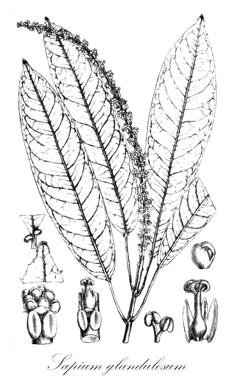 Sapium glandulosum - Euphorbiaceae,Plantae,Pteridobiotina,Angiosperms,Malpighiales,Euphorbiaceae,Sapium,Sapium glandulosum,Excoecaria aerea, Excoecaria biglandulosa, Excoecaria biglandulosa f. oblongata, Excoecaria biglandulosa f. obovata, Excoecaria biglandulosa var. aubletiana, Excoecaria biglandulosa var. aucuparia, Excoecaria biglandulosa var. clausseniana, Excoecaria biglandulosa var. cuneata, Excoecaria biglandulosa var. dracunculoides, Excoecaria biglandulosa var. glandulata, Excoecaria biglandulosa var. grandifolia, Excoecaria biglandulosa var. hamata, Excoecaria biglandulosa var. hippomane, Excoecaria biglandulosa var. intercedens, Excoecaria biglandulosa var. klotzschiana, Excoecaria biglandulosa var. lanceolata, Excoecaria biglandulosa var. leptadenia, Excoecaria biglandulosa var. montevidensis, Excoecaria biglandulosa var. moritziana, Excoecaria biglandulosa var. pavoniana, Excoecaria biglandulosa var. petiolaris, Excoecaria biglandulosa var. prunifolia, Excoecaria biglandulosa var. salicifolia, Excoecaria biglandulosa var. serrata, Excoecaria marginata, Excoecaria marginata f. major, Excoecaria marginata var. conjungens, Excoecaria marginata var. grandifolia, Excoecaria marginata var. lanceolata, Excoecaria marginata var. longifolia, Excoecaria marginata var. puberula, Excoecaria marginata var. spathulata, Excoecaria obtusiloba, Excoecaria occidentalis, Excoecaria suberosa, Hippomane aucuparia, Hippomane biglandulosa, Hippomane fruticosa, Hippomane glandulosa, Hippomane zeocca, Omphalea glandulata, Sapiopsis cremostachys, Sapium acuparium var. petiolare, Sapium aereum, Sapium alainianum, Sapium albomarginatum, Sapium aubletianum, Sapium aucuparium, Sapium aucuparium, Sapium aucuparium var. hippomane, Sapium aucuparium var. moritzianum, Sapium aureum, Sapium biglandulosum, Sapium biglandulosum f. longifolium, Sapium biglandulosum f. minus, Sapium biglandulosum f. oblongatum, Sapium biglandulosum f. obovatum, Sapium biglandulosum f. pavonianum, Sapium biglandulosum var. aubletianum, Sapium biglandulosum var. aucuparium, Sapium biglandulosum var. bogotense, Sapium biglandulosum var. cuneatum, Sapium biglandulosum var. hamatum, Sapium biglandulosum var. klotzschianum, Sapium biglandulosum var. lanceolatum, Sapium biglandulosum var. meyerianum, Sapium biglandulosum var. moritzianum, Sapium biglandulosum var. oligoneurum, Sapium biglandulosum var. pavonianum, Sapium biglandulosum var. salicifolium, Sapium biglandulosum var. serratum, Sapium biglandulosum var. sulciferum, Sapium bogotense, Sapium caribaeum, Sapium claussenianum, Sapium cremostachyum, Sapium endlicherianum, Sapium fendleri, Sapium fragile, Sapium giganteum, Sapium glandulatum, Sapium guaricense, Sapium haematospermum var. saltense, Sapium haematospermum var. saltensis, Sapium hamatum, Sapium hemsleyanum, Sapium hippomane, Sapium integrifolium, Sapium intercedens, Sapium itzanum, Sapium ixiamasense, Sapium izabalense, Sapium jamaicense, Sapium klotzschianum, Sapium klotzschianum var. glaziovii, Sapium lanceolatum, Sapium leptadenium, Sapium marginatum, Sapium marginatum f. majus, Sapium marginatum var. conjungens, Sapium marginatum var. grandifolium, Sapium marginatum var. lanceolatum, Sapium marginatum var. longifolium, Sapium marginatum var. spathulatum, Sapium moaense, Sapium montevidense, Sapium moritzianum, Sapium muelleri, Sapium naiguatense, Sapium nitidum, Sapium obtusatum, Sapium obtusilobum, Sapium occidentale, Sapium oligoneurum, Sapium paranaense, Sapium paucistamineum, Sapium pavonianum, Sapium petiolare, Sapium pittieri, Sapium poeppigii, Sapium pohlianum, Sapium prunifolium, Sapium punctatum, Sapium pycnostachys, Sapium pycnostachys, Sapium salicifolium, Sapium saltense, Sapium schippii, Sapium serratum, Sapium suberosum, Sapium submarginatum, Sapium subserratum, Sapium sulciferum, Sapium taburu, Stillingia aucuparia, Stillingia biglandulosa, Stillingia dracunculoides, Stillingia haematantha, Stillingia hippomane, Stillingia hippomane, Stillingia marginata, Stillingia prunifolia, Stillingia prunifolia