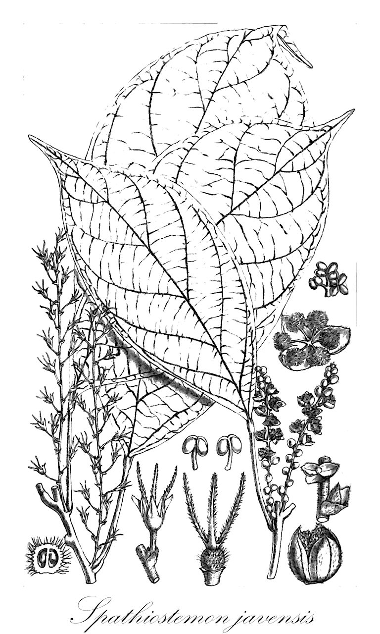 Spathiostemon javensis - Euphorbiaceae,Plantae,Pteridobiotina,Angiosperms,Malpighiales,Euphorbiaceae,Spathiostemon,Spathiostemon javensis,Adelia javanica, Homonoia javensis, Homonoia javensis var. ciliata, Mallotus calvus, Mallotus eglandulosus, Polydragma mallotiformis, Spathiostemon javensis var. nimae