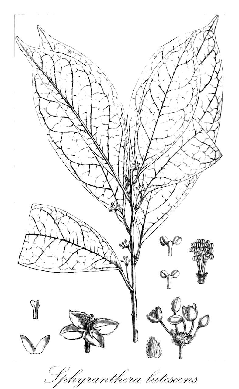 Sphyranthera lutescens - Euphorbiaceae,Plantae,Pteridobiotina,Angiosperms,Malpighiales,Euphorbiaceae,Sphyranthera,Sphyranthera lutescens,Codiaeum lutescens, Sphyranthera capitellata