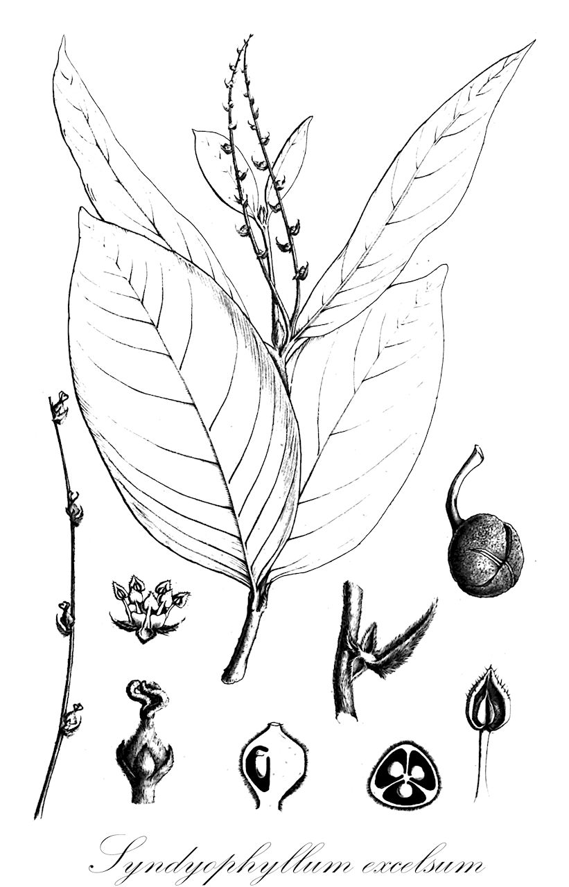 Syndyophyllum excelsum - Euphorbiaceae,Plantae,Pteridobiotina,Angiosperms,Malpighiales,Euphorbiaceae,Syndyophyllum,Syndyophyllum excelsum