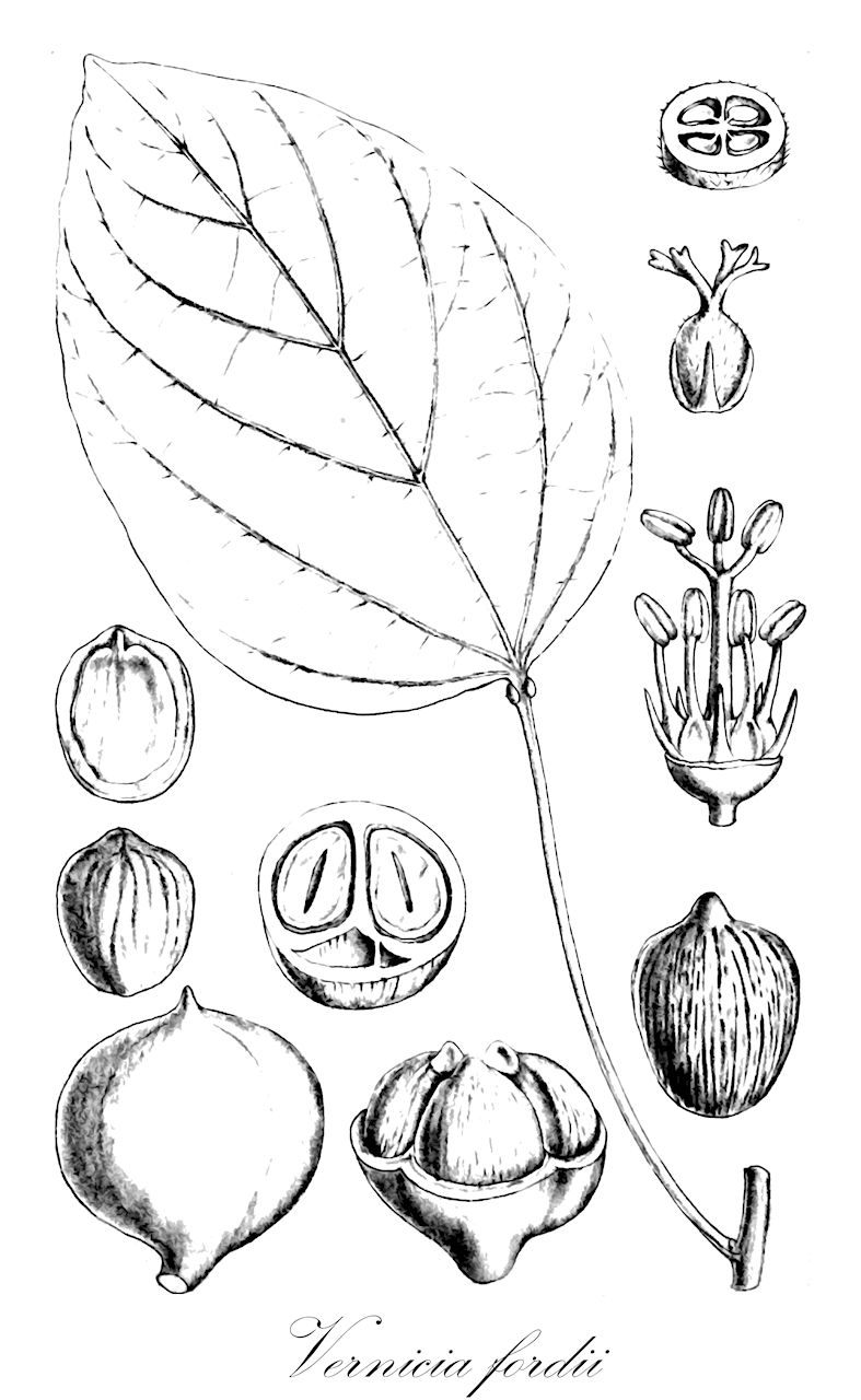 Vernicia fordii - Euphorbiaceae,Plantae,Pteridobiotina,Angiosperms,Malpighiales,Euphorbiaceae,Vernicia,Vernicia fordii,Aleurites fordii,Tungölbaum;tung-oil tree