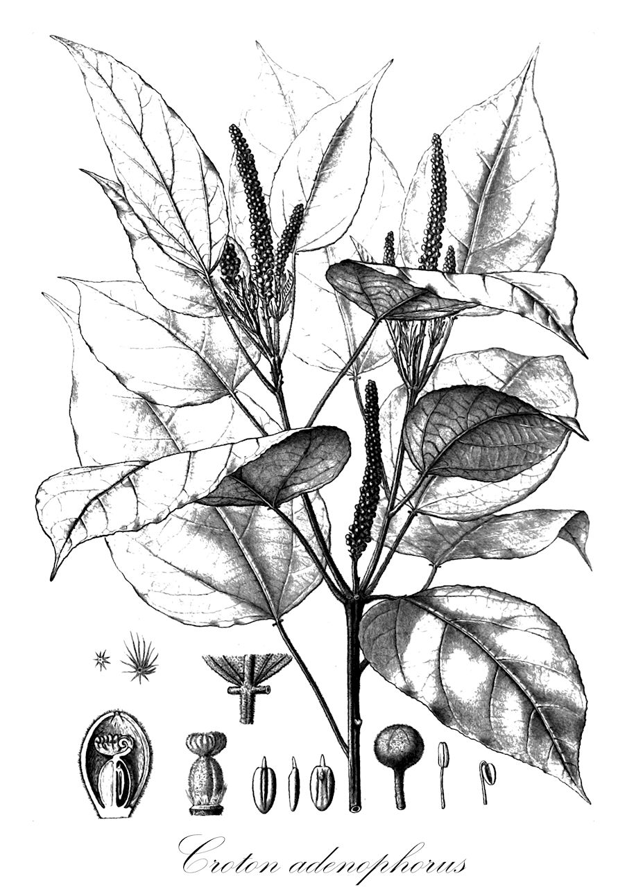 Croton adenophorus - Euphorbiaceae,Plantae,Pteridobiotina,Angiosperms,Malpighiales,Euphorbiaceae,Croton,Croton adenophorus,Anisophyllum scutelligerum, Croton adenophorus, Croton adenophorus var. genuinus, Croton loucoubensis, Croton payerianus, Croton subaemulans, Croton tenuicuspis, Croton tulasnei, Oxydectes adenophora, Oxydectes payeriana, Oxydectes tulasnei