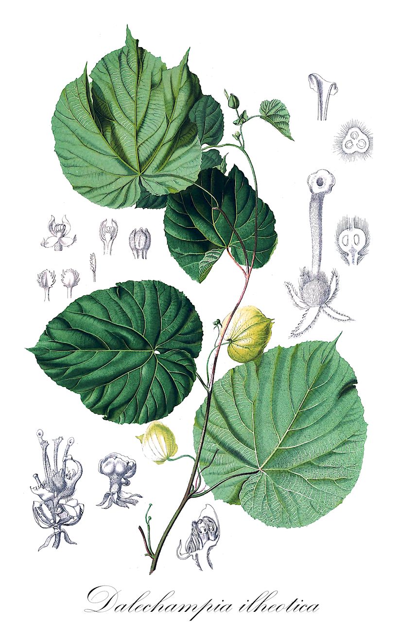 Dalechampia ilheotica - Euphorbiaceae,Plantae,Pteridobiotina,Angiosperms,Malpighiales,Euphorbiaceae,Dalechampia,Dalechampia ilheotica,Dalechampia bahiensis, Dalechampia maxima