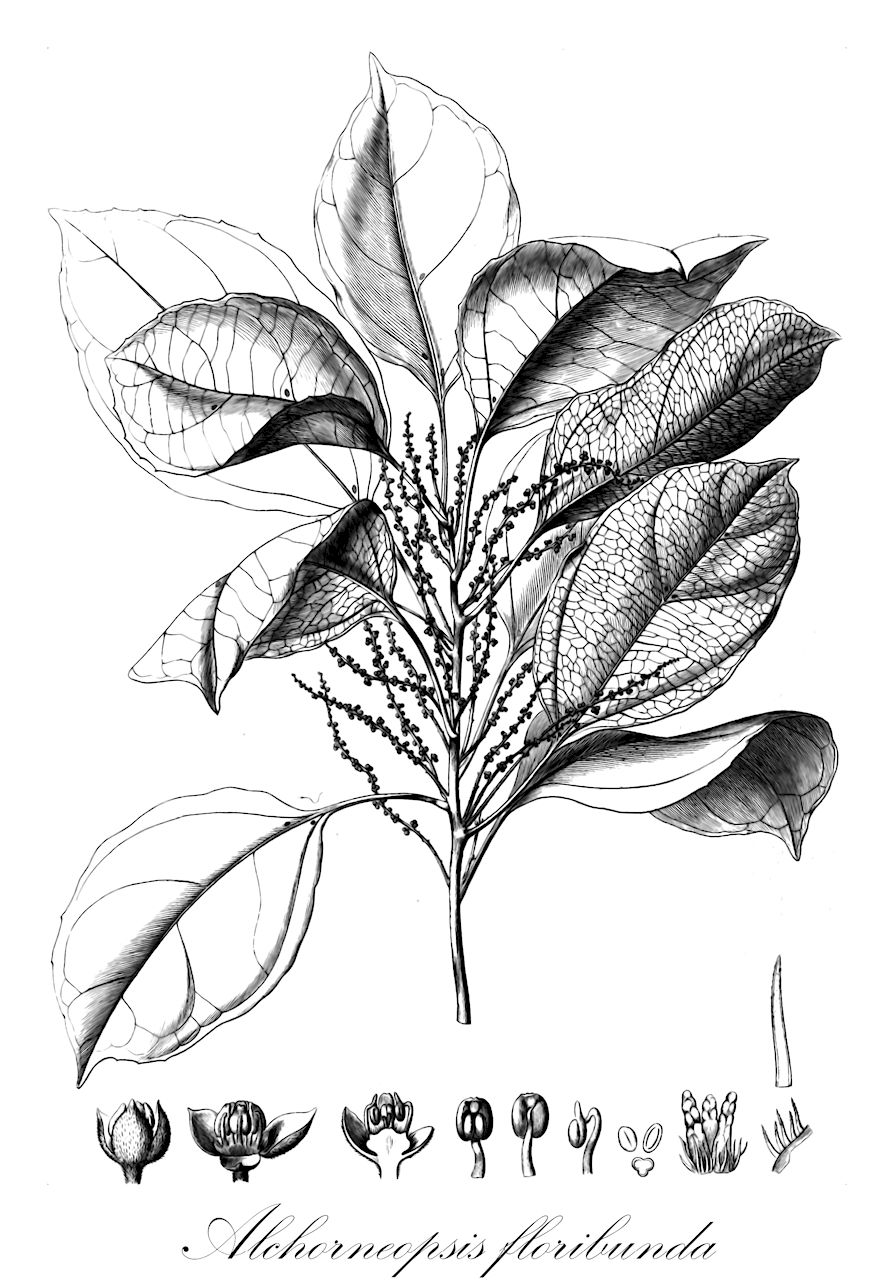 Alchorneopsis floribunda - Euphorbiaceae,Plantae,Pteridobiotina,Angiosperms,Malpighiales,Euphorbiaceae,Alchorneopsis,Alchorneopsis floribunda,Alchornea glandulosa var. floribunda, Alchornea nemoralis var. floribunda, Alchorneopsis floribunda var. genuina, Alchorneopsis floribunda var. sessiliflora, Alchorneopsis trimera