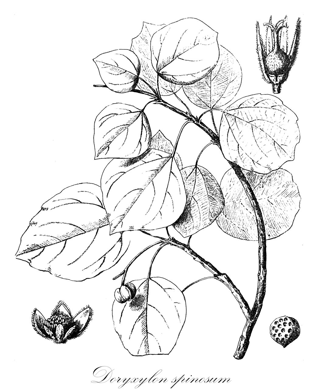 Doryxylon spinosum - Euphorbiaceae,Plantae,Pteridobiotina,Angiosperms,Malpighiales,Euphorbiaceae,Doryxylon,Doryxylon spinosum,Adelia acidoton, Mercadoa mandalojonensis, Sumbavia rottleroides