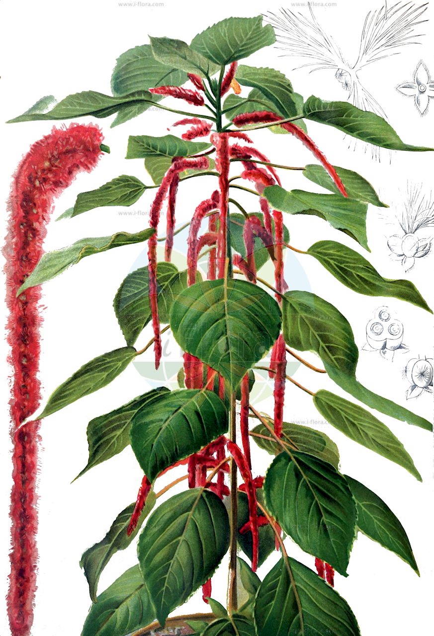 Acalypha hispida - Euphorbiaceae,Plantae,Pteridobiotina,Angiosperms,Malpighiales,Euphorbiaceae,Acalypha,Acalypha hispida,Acalypha densiflora, Acalypha hispida var. sanderi, Acalypha sanderi, Acalypha sanderi, Acalypha sanderi unr. alba, Caturus spiciflorus, Ricinocarpus hispidus, Ricinocarpus spiciflorus