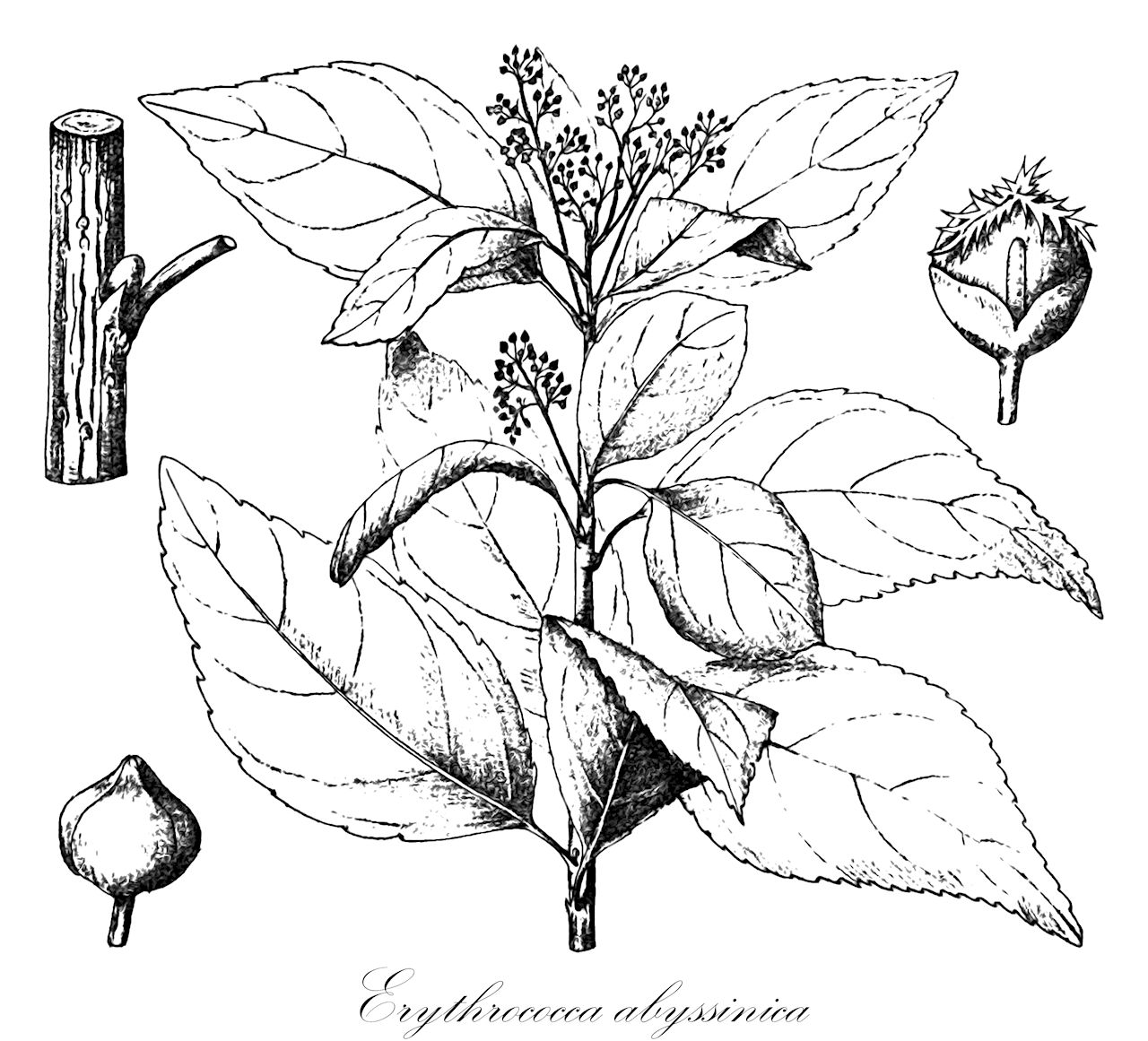 Erythrococca abyssinica - Euphorbiaceae,Plantae,Pteridobiotina,Angiosperms,Malpighiales,Euphorbiaceae,Erythrococca,Erythrococca abyssinica,Claoxylon deflersii, Erythrococca parvifolia