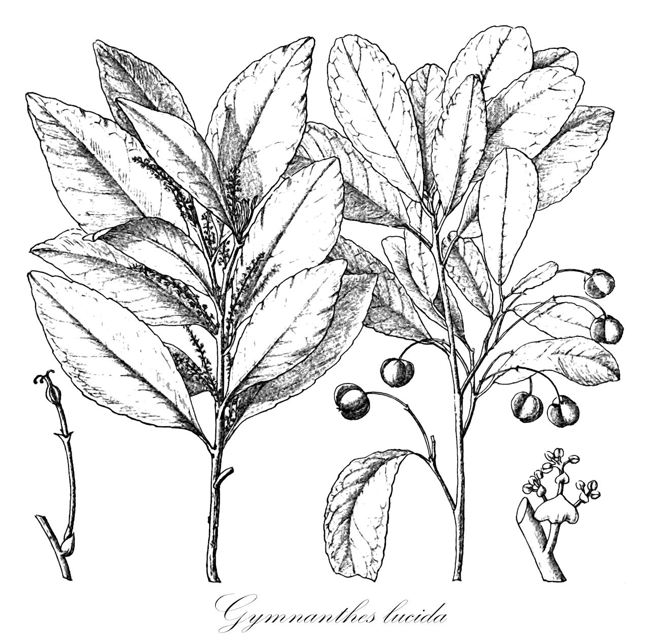 Gymnanthes lucida - Euphorbiaceae,Plantae,Pteridobiotina,Angiosperms,Malpighiales,Euphorbiaceae,Gymnanthes,Gymnanthes lucida,Ateramnus lucidus, Excoecaria lucida, Sebastiania lucida,crabwood;oysterwood