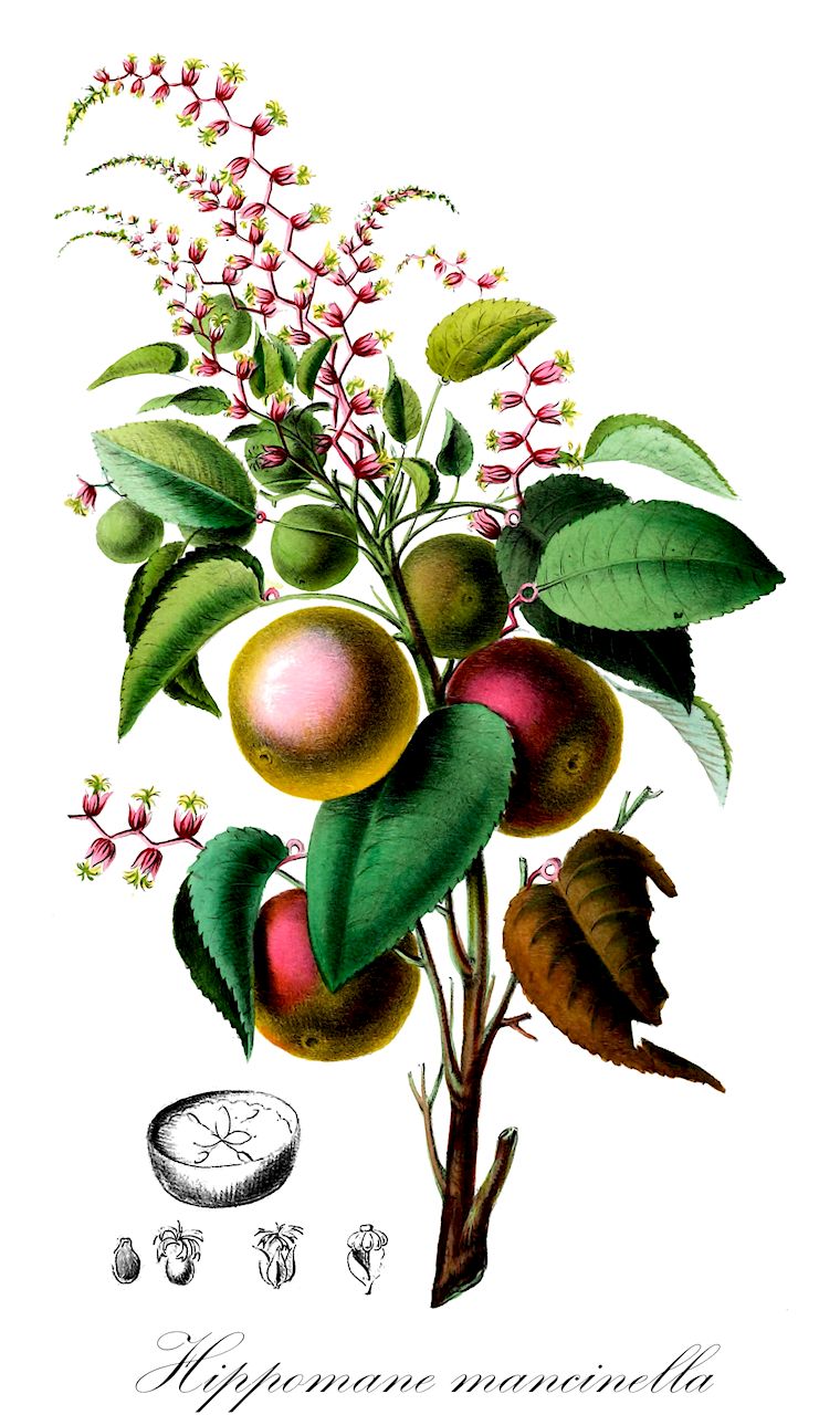 Hippomane mancinella - Euphorbiaceae,Plantae,Pteridobiotina,Angiosperms,Malpighiales,Euphorbiaceae,Hippomane,Hippomane mancinella,Hippomane dioica, Mancinella venenata