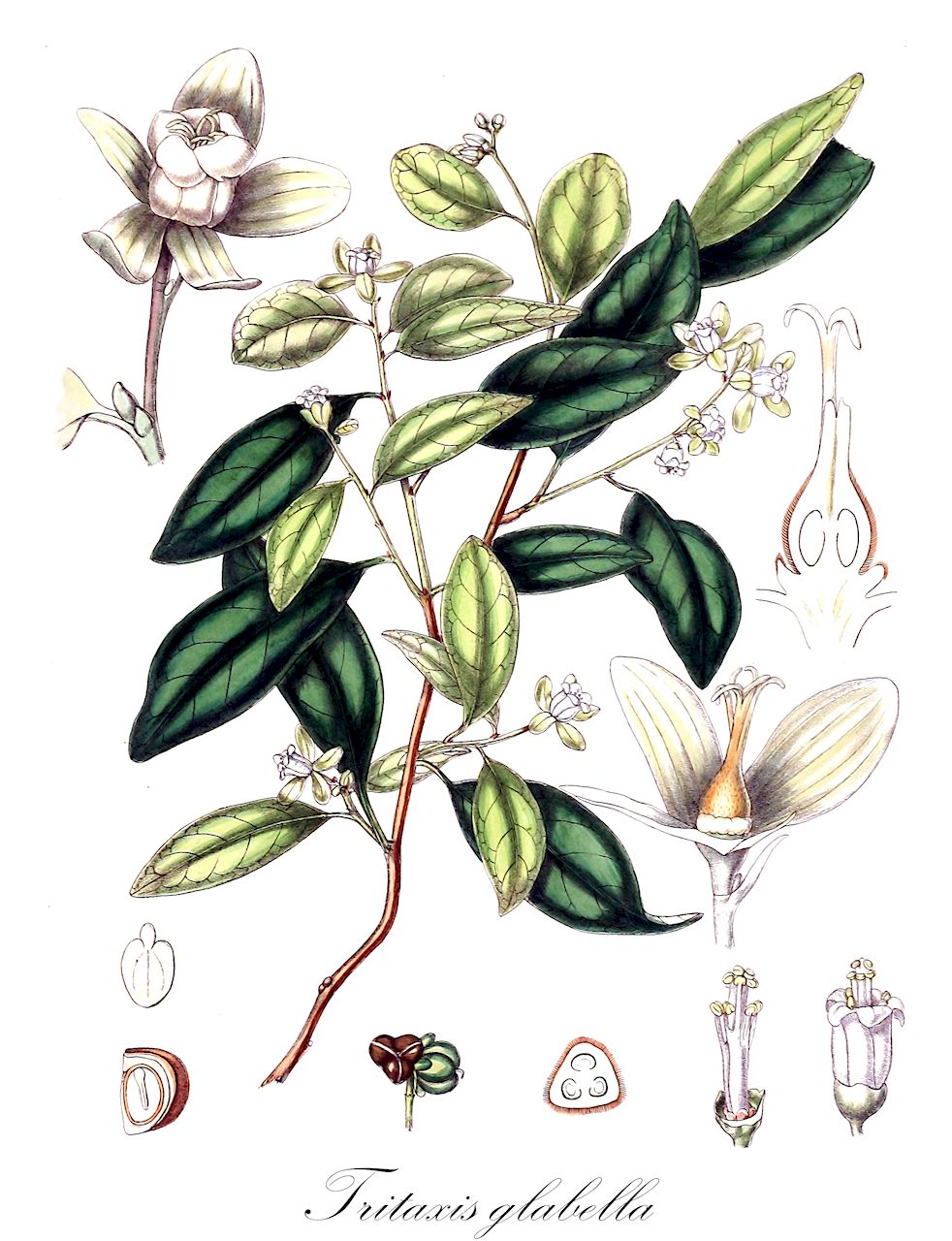 Tritaxis glabella - Euphorbiaceae,Plantae,Pteridobiotina,Angiosperms,Malpighiales,Euphorbiaceae,Tritaxis,Tritaxis glabella,Dimorphocalyx glabellus