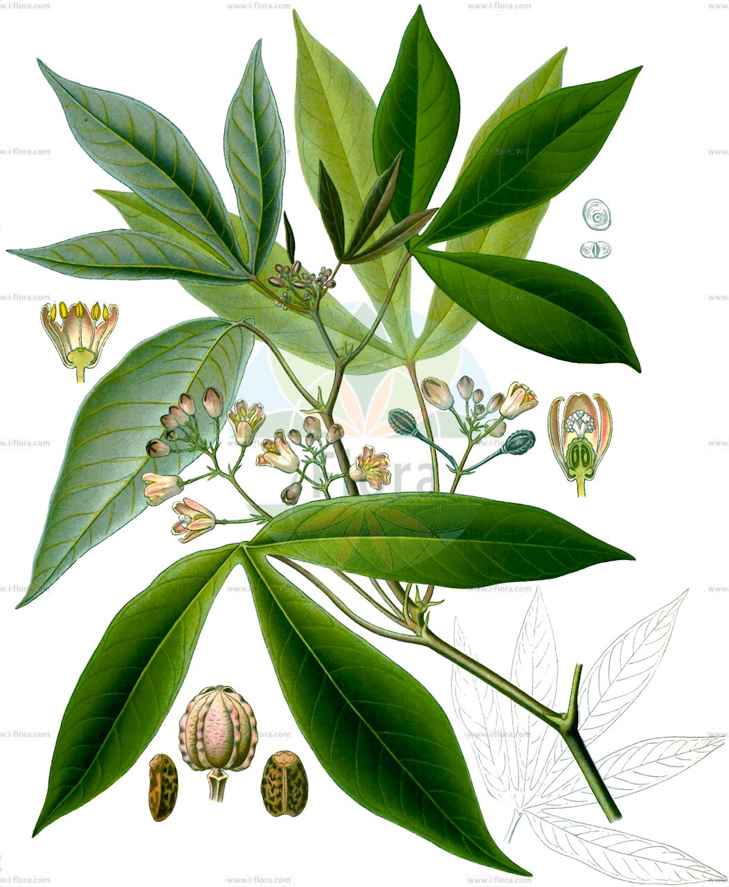 Manihot esculenta - Euphorbiaceae,Plantae,Pteridobiotina,Angiosperms,Malpighiales,Euphorbiaceae,Manihot,Manihot esculenta,Janipha aipi, Janipha manihot, Jatropha aipi, Jatropha diffusa, Jatropha digitiformis, Jatropha dulcis, Jatropha flabellifolia, Jatropha glauca, Jatropha janipha, Jatropha lobata var. richardiana, Jatropha loureiroi, Jatropha manihot, Jatropha mitis, Jatropha mitis, Jatropha paniculata, Jatropha silvestris, Jatropha stipulata, Mandioca aipi, Mandioca dulcis, Mandioca utilissima, Manihot aipi, Manihot aipi var. lanceolata, Manihot aipi var. latifolia, Manihot aipi var. lutescens, Manihot aypi, Manihot cannabina, Manihot cassava, Manihot diffusa, Manihot digitiformis, Manihot dulcis, Manihot dulcis, Manihot dulcis var. aipi, Manihot dulcis var. diffusa, Manihot dulcis var. flabellifolia, Manihot edule, Manihot edulis, Manihot esculenta subsp. alboerecta, Manihot esculenta subsp. diffusa, Manihot esculenta subsp. flabellifolia, Manihot esculenta subsp. grandifolia, Manihot esculenta var. argentea, Manihot esculenta var. coalescens, Manihot esculenta var. communis, Manihot esculenta var. debilis, Manihot esculenta var. digitifolia, Manihot esculenta var. domingensis, Manihot esculenta var. fertilis, Manihot esculenta var. flavicaulis, Manihot esculenta var. fuscescens, Manihot esculenta var. grandifolia, Manihot esculenta var. hispaniolensis, Manihot esculenta var. jamaicensis, Manihot esculenta var. luteola, Manihot esculenta var. mutabilis, Manihot esculenta var. nodosa, Manihot esculenta var. pohlii, Manihot esculenta var. ramosissima, Manihot esculenta var. rufescens, Manihot esculenta var. sprucei, Manihot esculenta var. zimmermannii, Manihot flabellifolia, Manihot flexuosa, Manihot guyanensis, Manihot loureiroi, Manihot manihot, Manihot melanobasis, Manihot palmata var. aipi, Manihot palmata var. diffusa, Manihot palmata var. digitiformis, Manihot palmata var. flabellifolia, Manihot sprucei, Manihot utilissima, Manihot utilissima var. castellana, Manihot utilissima var. sutinga,Cassava;Echter Maniok;Maniok-Strauch