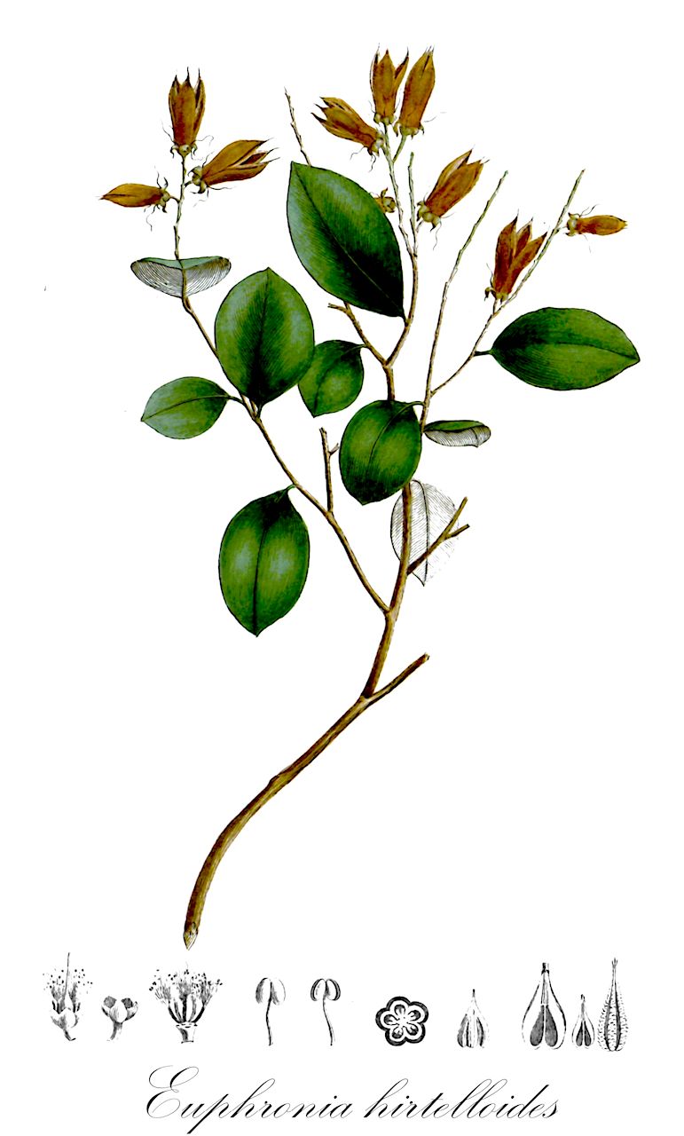 Euphronia hirtelloides - Euphroniaceae,Plantae,Pteridobiotina,Angiosperms,Malpighiales,Euphroniaceae,Euphronia,Euphronia hirtelloides,Euphronia licanioides, Lightia licanioides, Lightiodendron licanioides