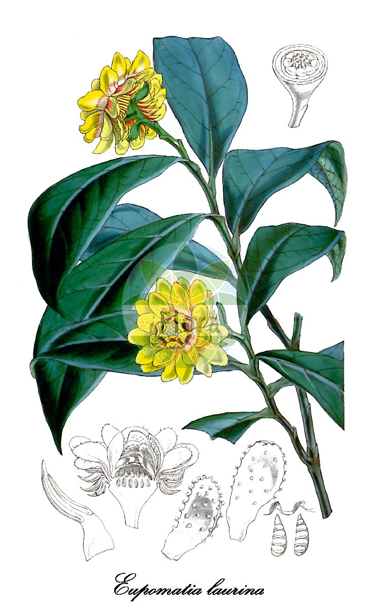 Eupomatia laurina - Eupomatiaceae,Plantae,Pteridobiotina,Angiosperms,Magnoliales,Eupomatiaceae,Eupomatia,Eupomatia laurina