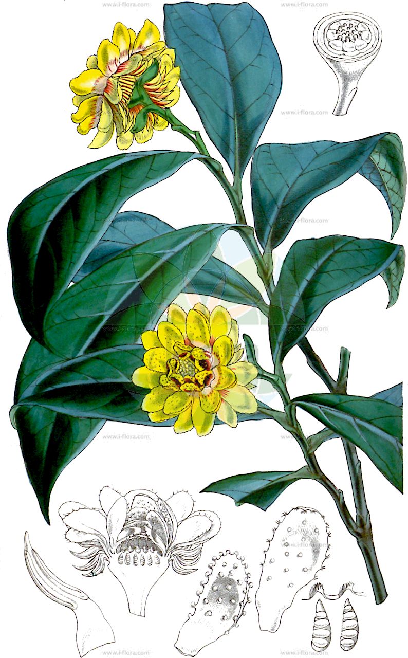 Eupomatia laurina - Eupomatiaceae,Plantae,Pteridobiotina,Angiosperms,Magnoliales,Eupomatiaceae,Eupomatia,Eupomatia laurina