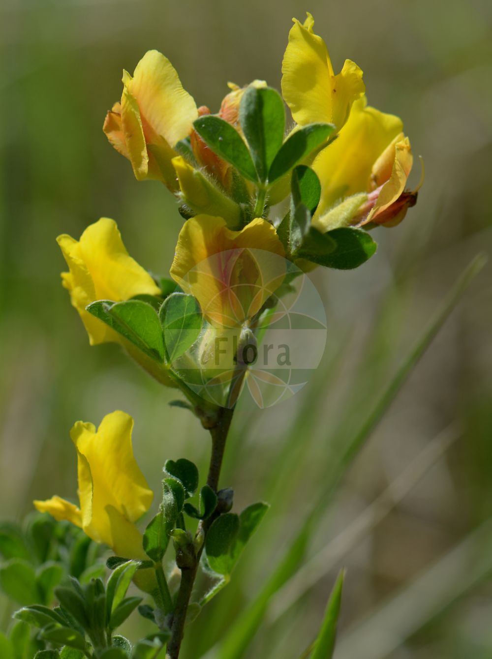 Foto von Cytisus ratisbonensis (Regensburger Geißklee - Eastern Dwarf Broom). Das Bild zeigt Blatt und Bluete. Das Foto wurde in München, Bayern, Deutschland aufgenommen. ---- Photo of Cytisus ratisbonensis (Regensburger Geißklee - Eastern Dwarf Broom). The image is showing leaf and flower. The picture was taken in Munich, Bavaria, Germany.(Cytisus ratisbonensis,Regensburger Geißklee,Eastern Dwarf Broom,Chamaecytisus ratisbonensis,Cytisus biflorus,Cytisus lithuanicus,Cytisus pubescens,Cytisus ratisbonensis,Regensburger Geissklee,Eastern Dwarf Broom,Cytisus,Geißklee,Broom,Fabaceae,Schmetterlingsblütler,Pea family,Blatt,Bluete,leaf,flower)
